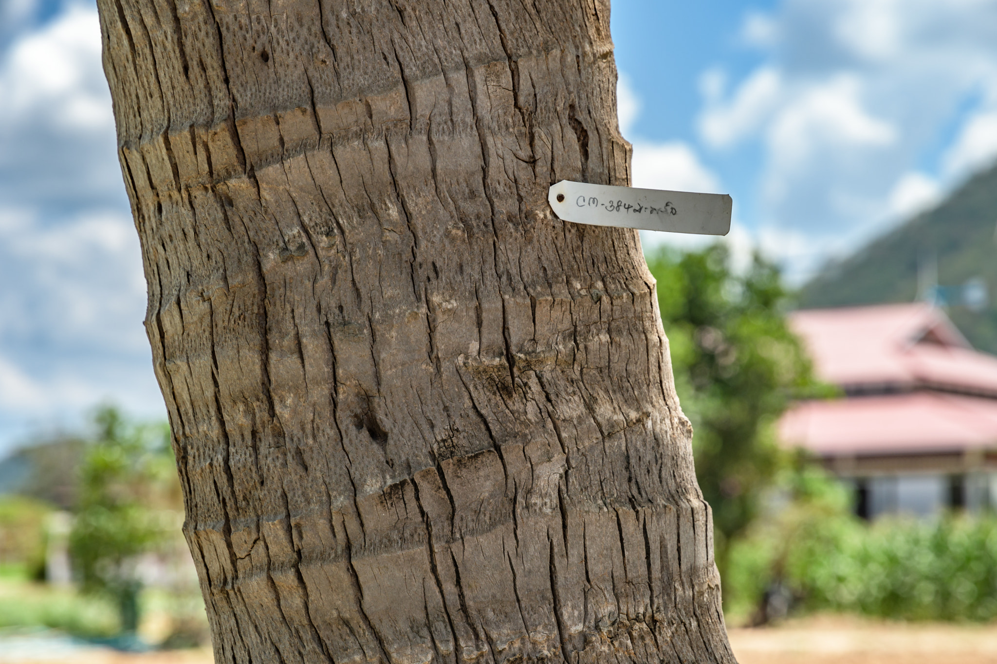 Nikon D500 sample photo. Labeled photography