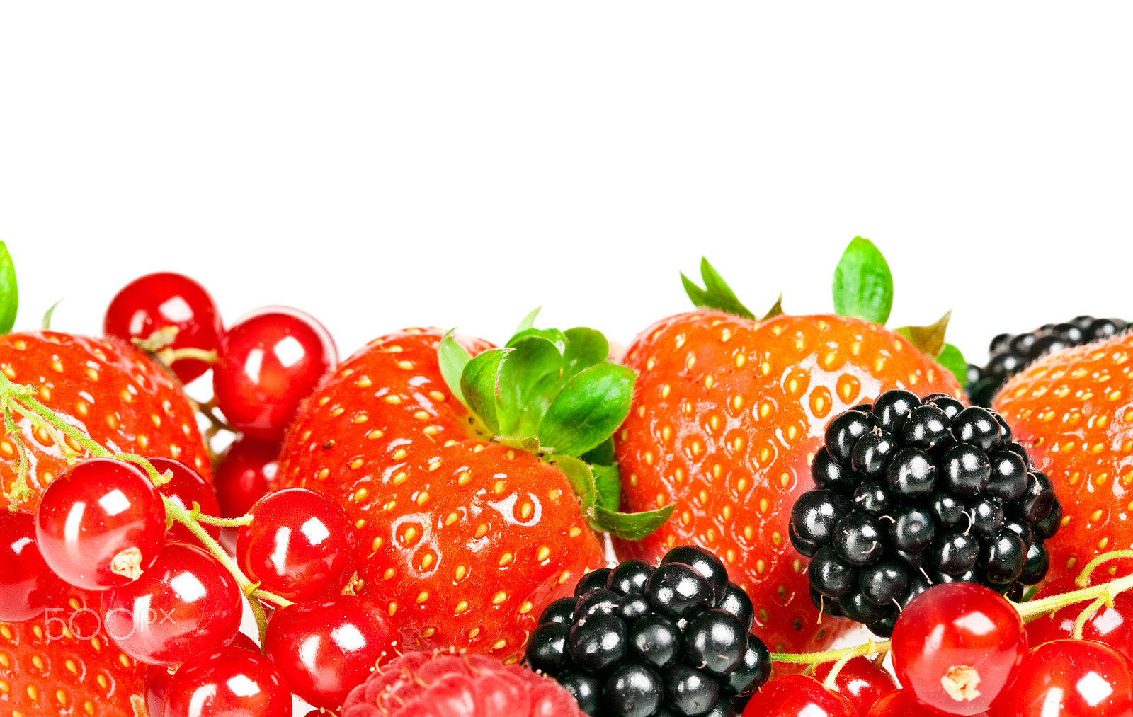 Canon EF 100mm F2.8 Macro USM sample photo. Berrys photography