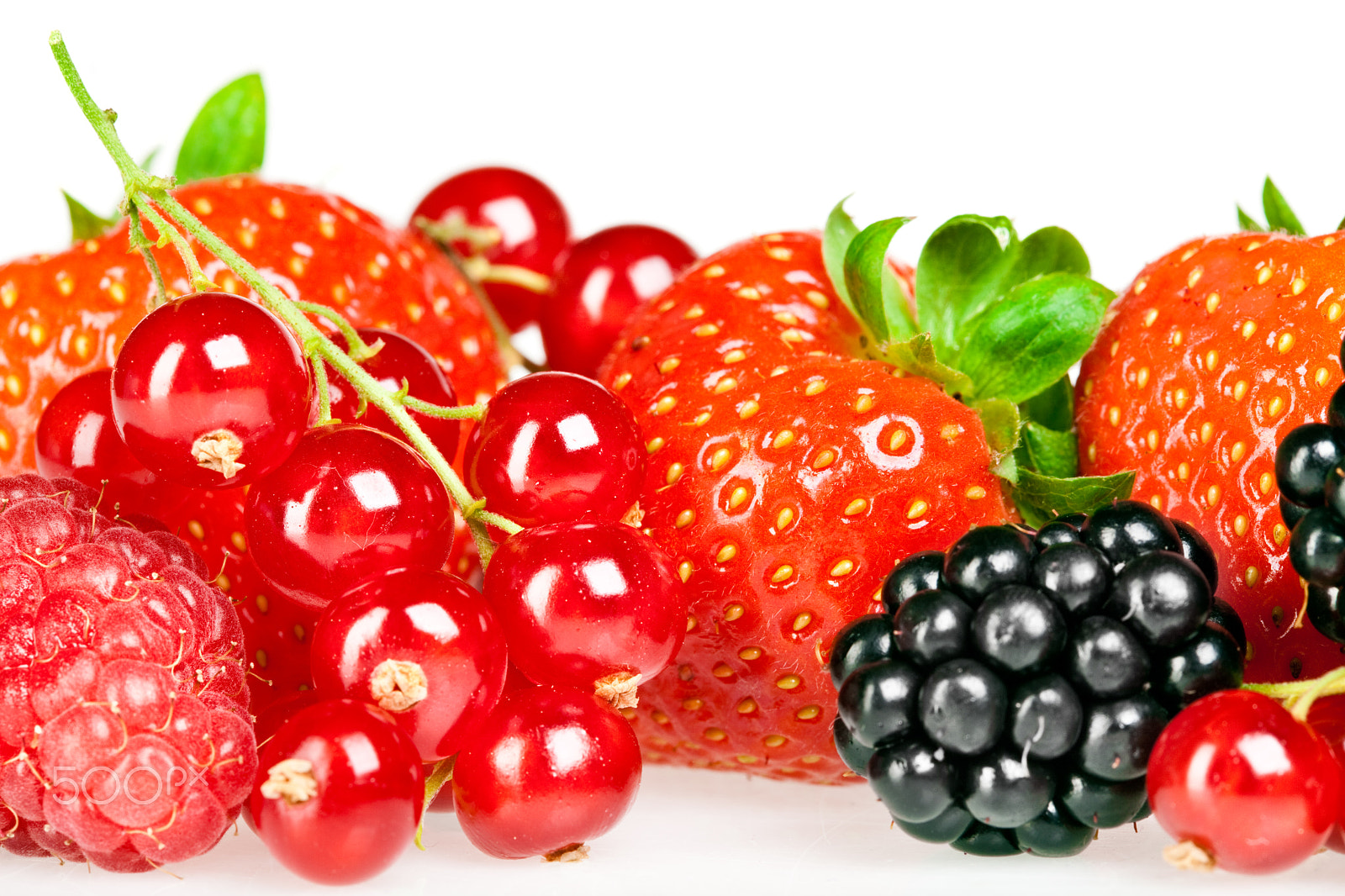 Canon EF 100mm F2.8 Macro USM sample photo. Berrys photography