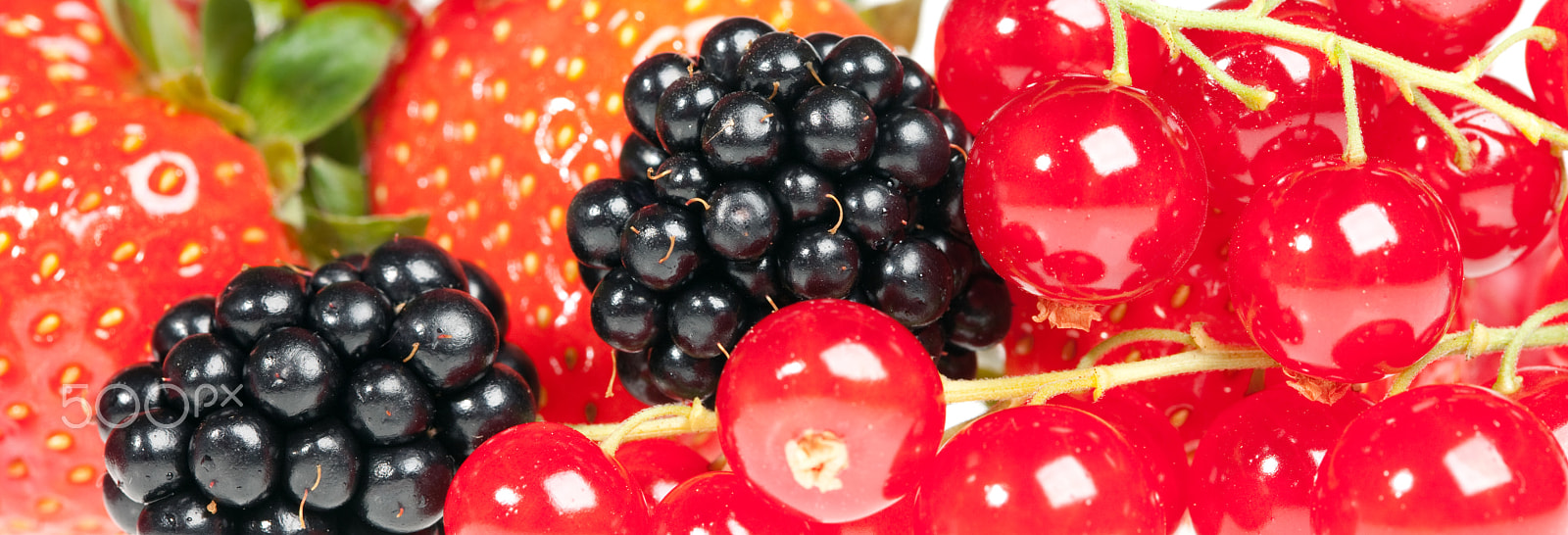 Canon EF 100mm F2.8 Macro USM sample photo. Berrys photography