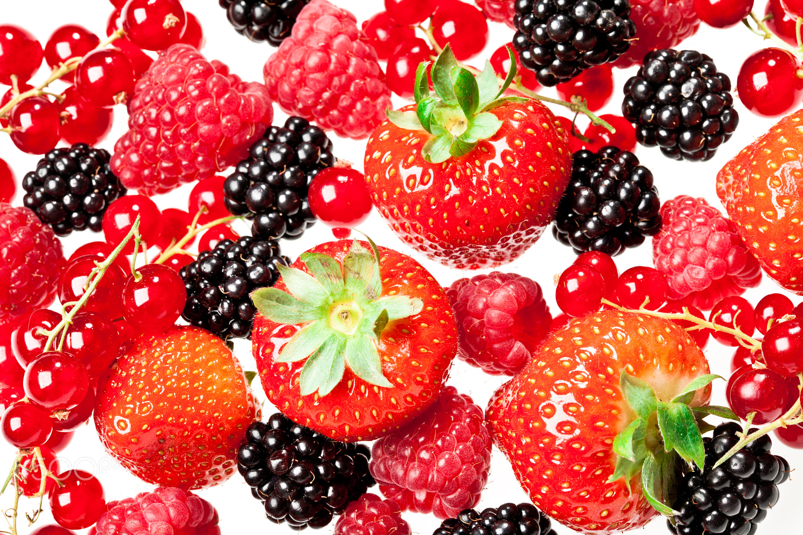 Canon EF 100mm F2.8 Macro USM sample photo. Berrys photography