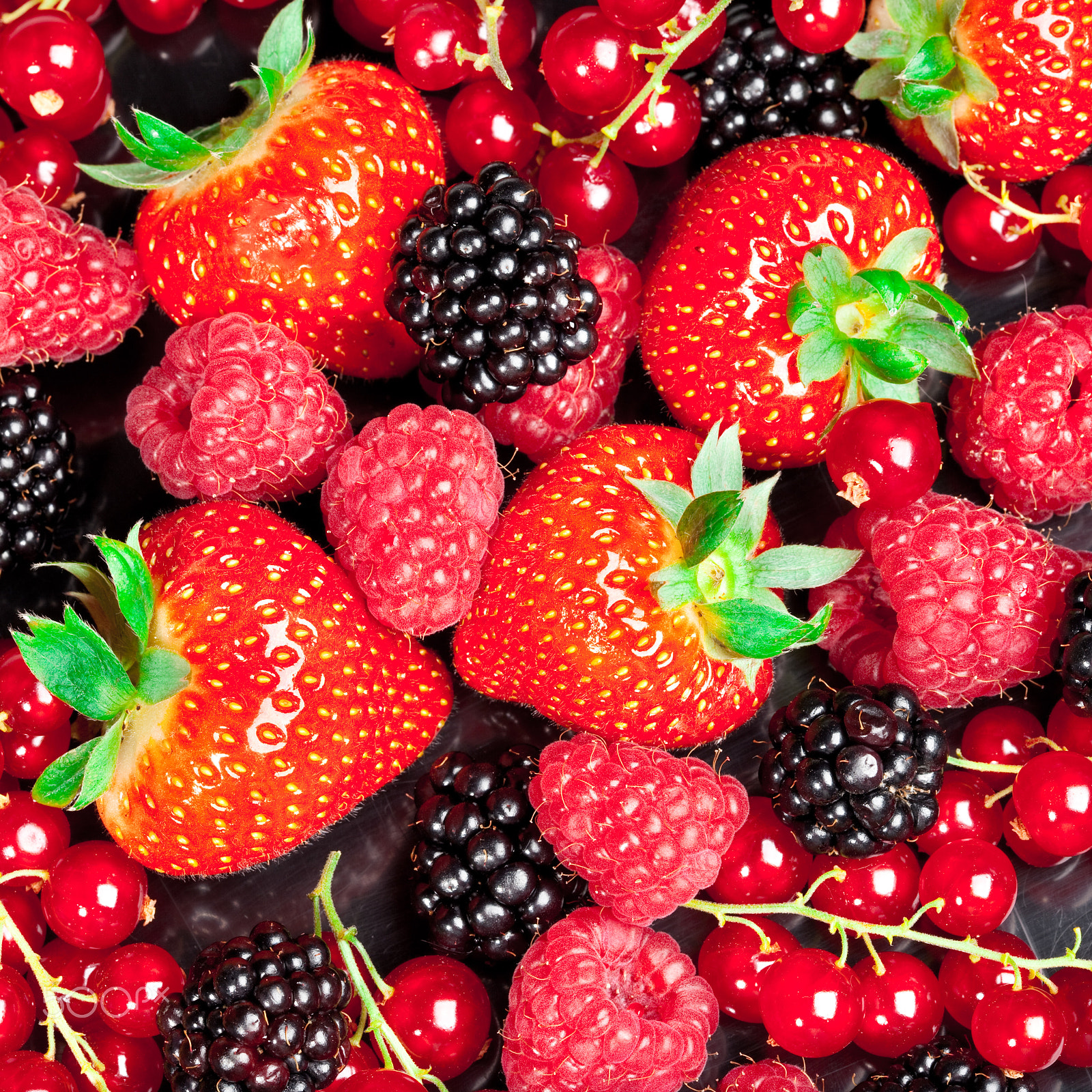 Canon EF 100mm F2.8 Macro USM sample photo. Berrys photography