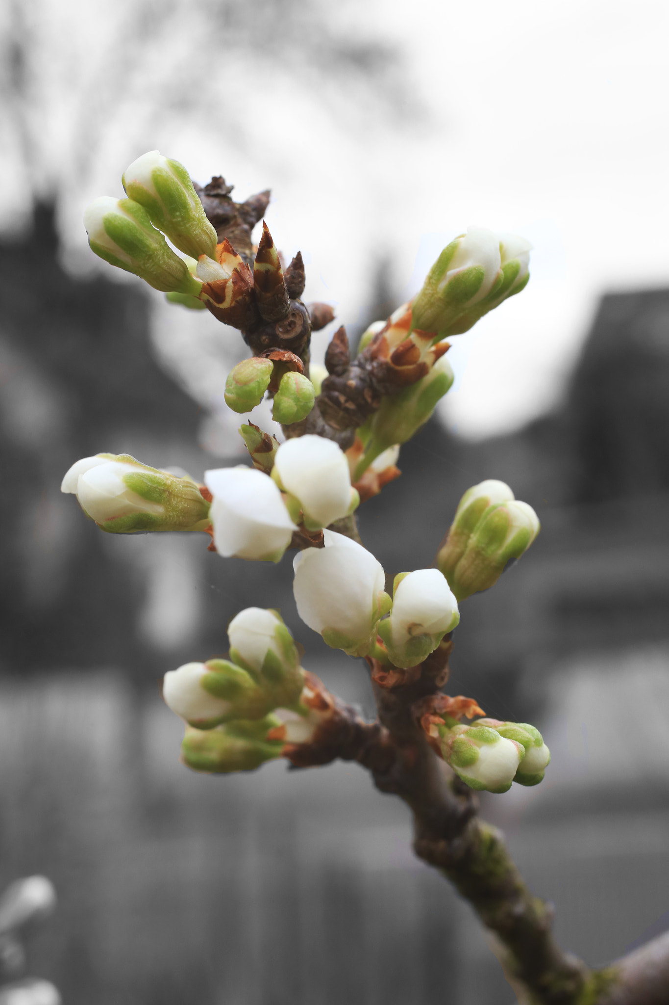 Sigma 50mm f/2.8 EX sample photo. White blossom photography