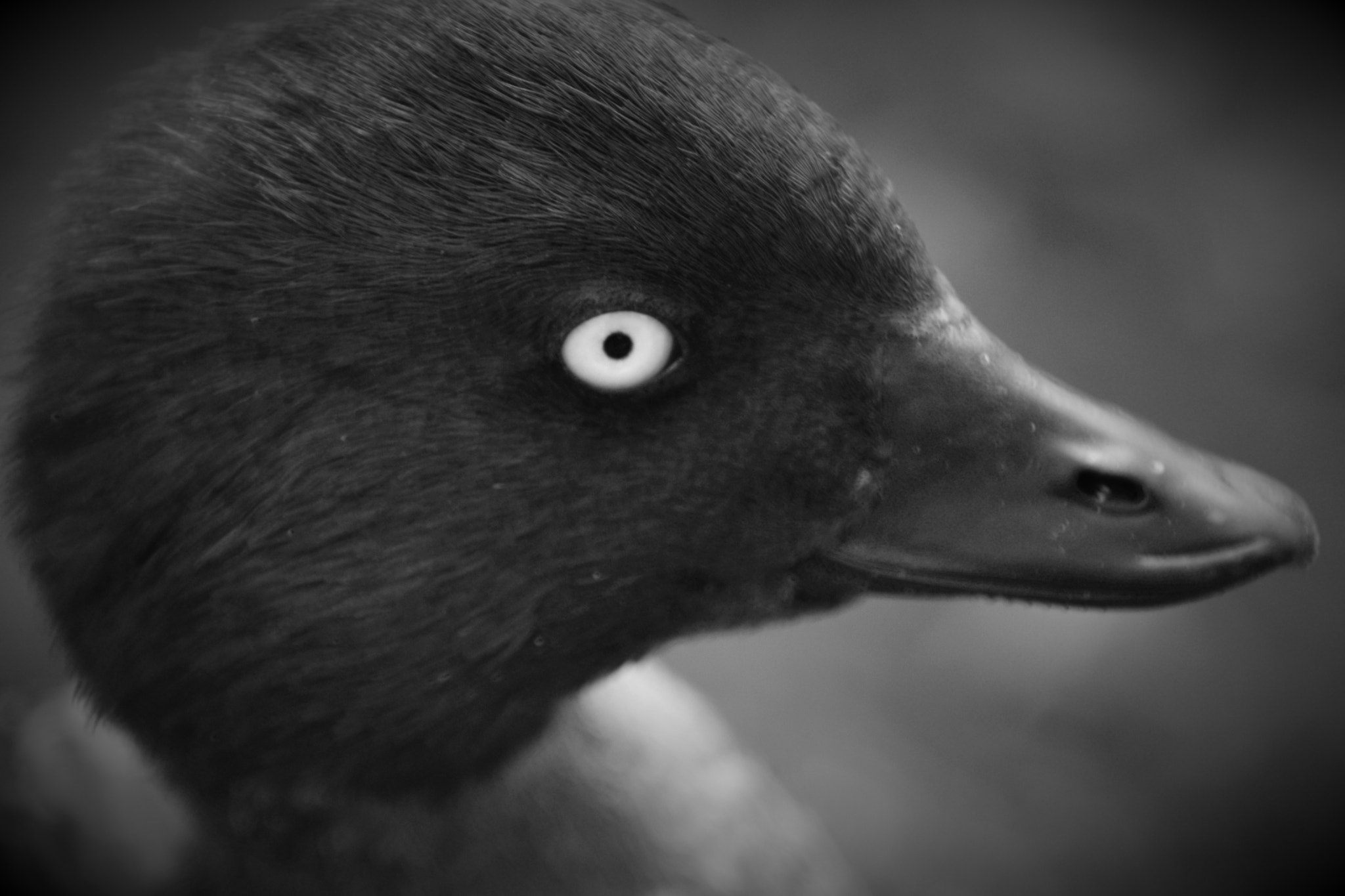 Nikon D3300 sample photo. Black and white duck photography