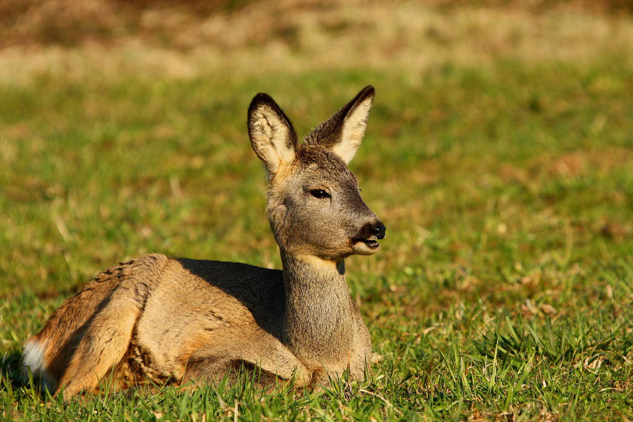 Sigma 50-500mm f/4-6.3 APO HSM EX sample photo. Roe deer photography