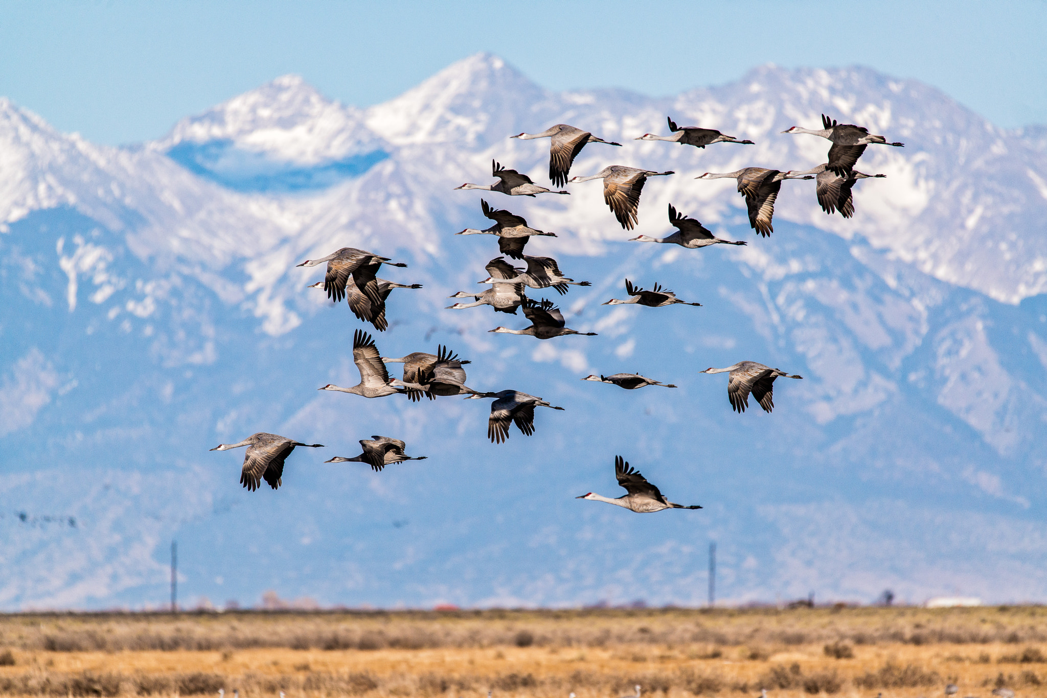 Sigma 150-600mm F5-6.3 DG OS HSM | S sample photo. Sandhill cranes in flight photography