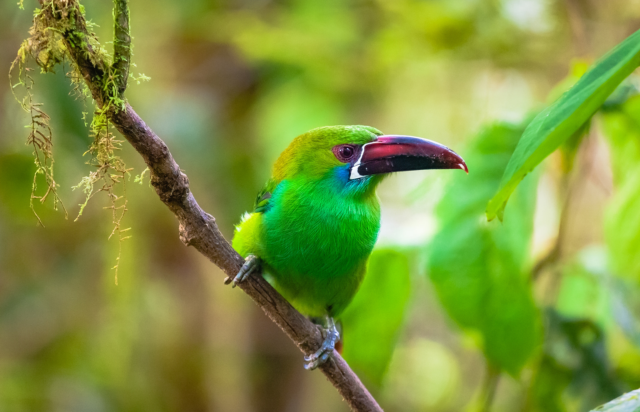 Canon EOS 5D Mark II + Canon EF 100-400mm F4.5-5.6L IS USM sample photo. Toucanette photography