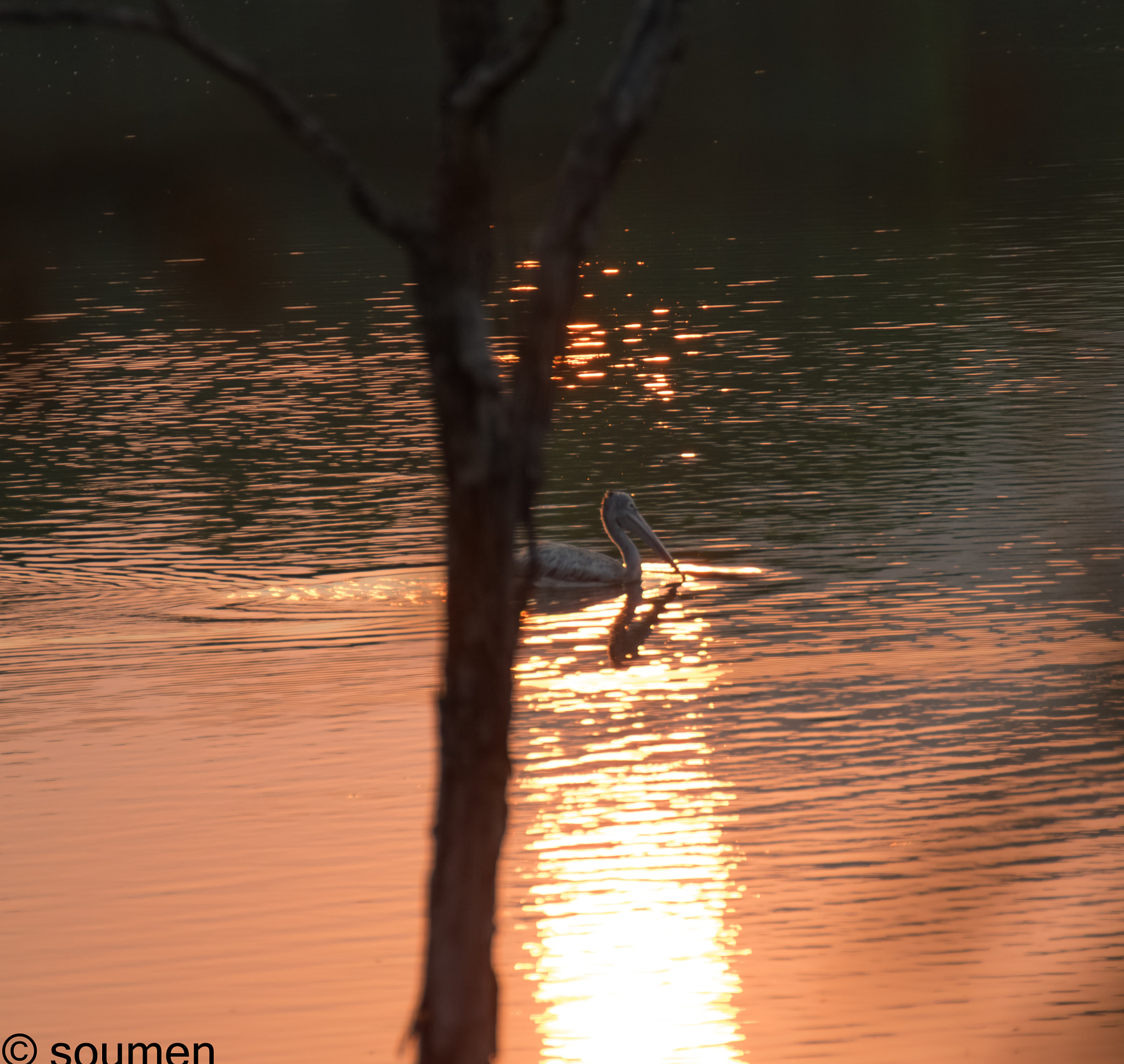 Nikon D5500 sample photo. A golden morning photography