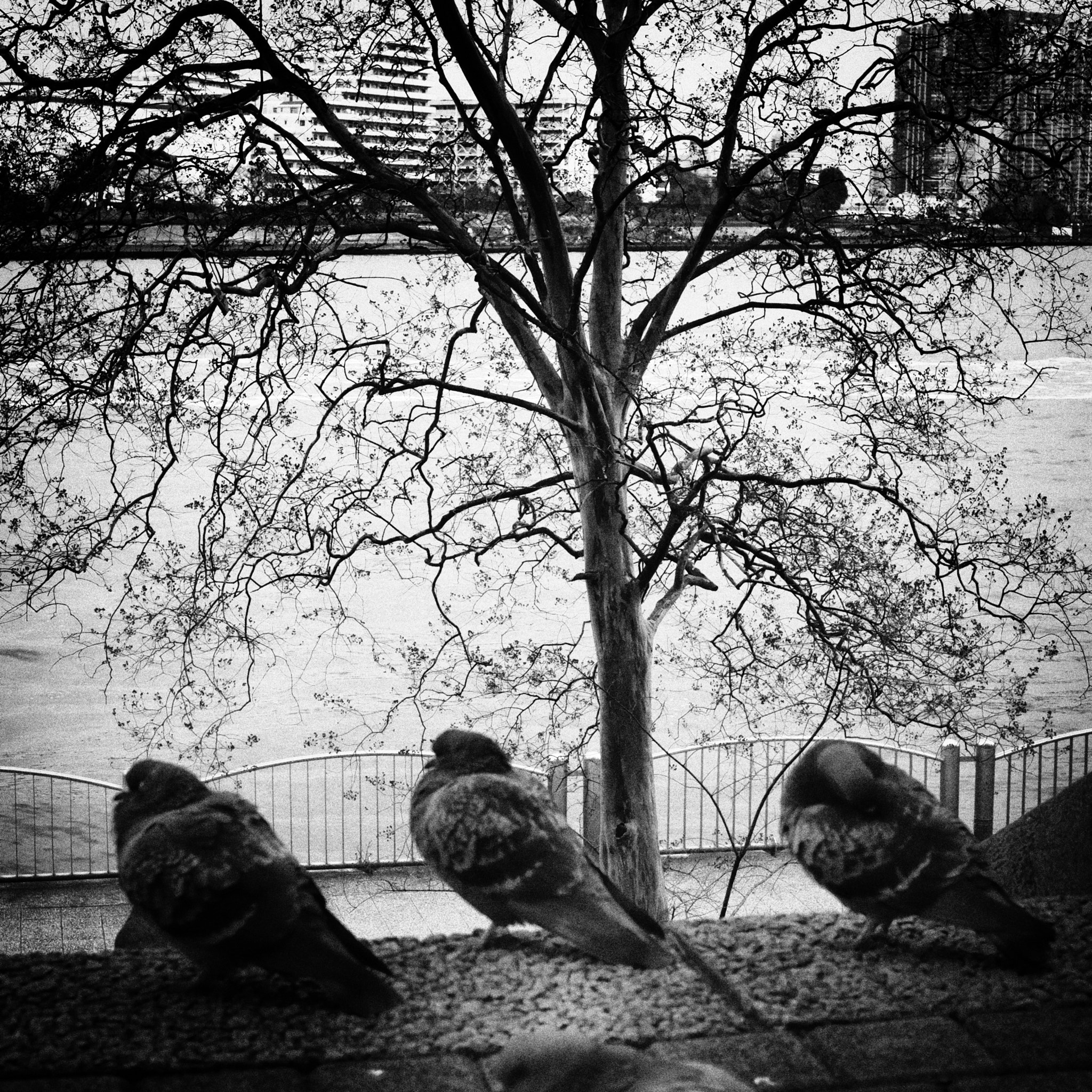 Fujifilm X-E2 + Fujifilm XF 35mm F2 R WR sample photo. Tree photography
