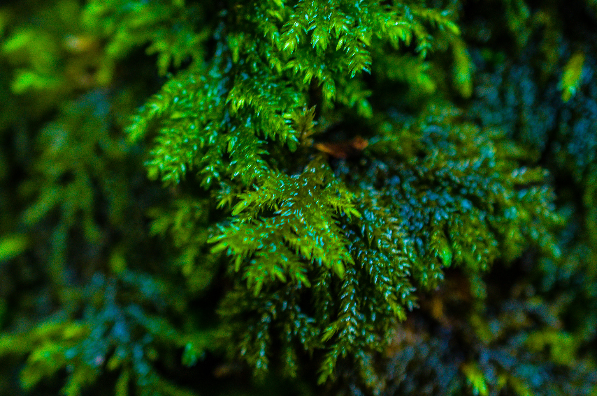 Nikon AF-S DX Micro Nikkor 40mm F2.8 sample photo. Spring photography