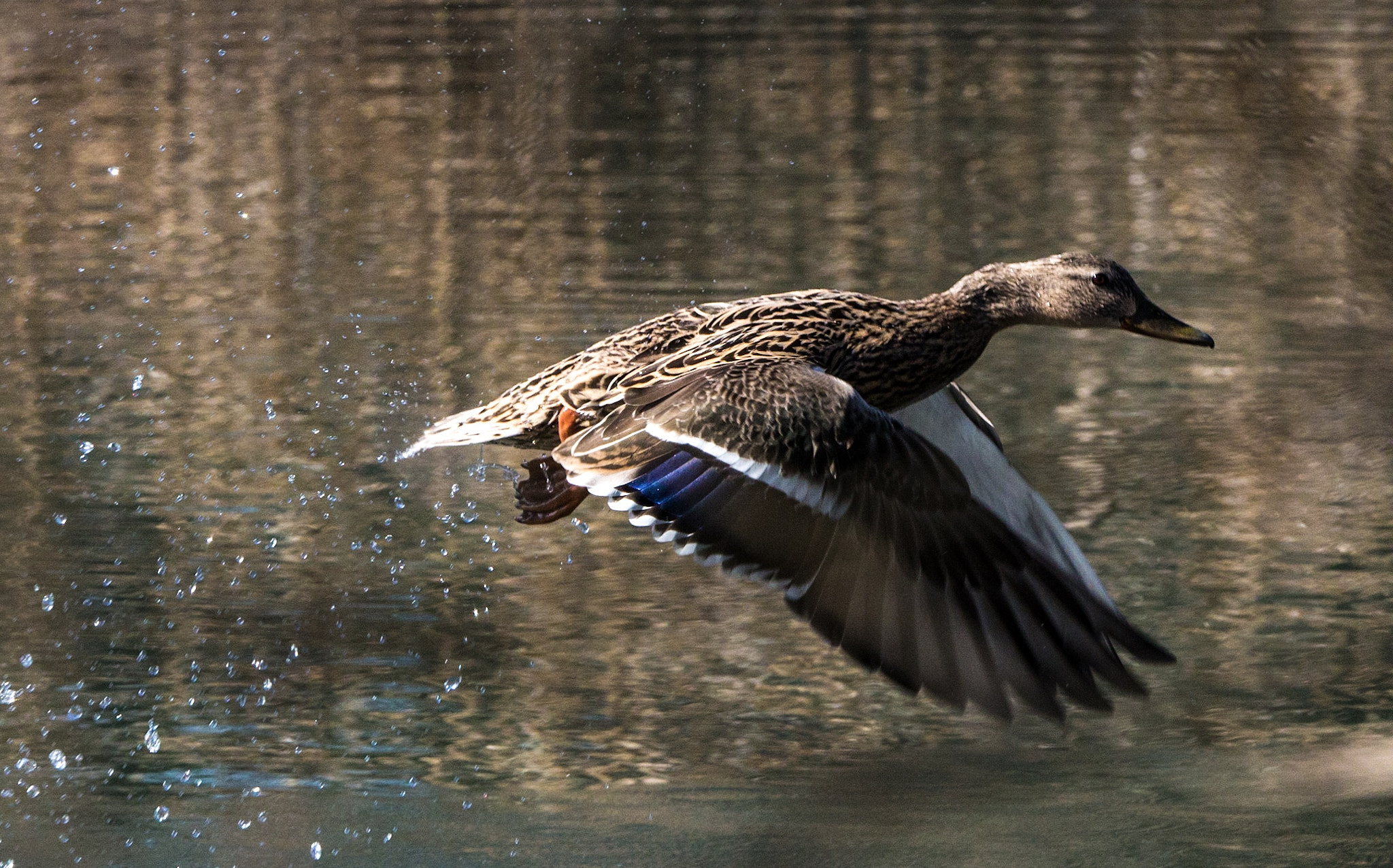 Tamron SP 150-600mm F5-6.3 Di VC USD sample photo. Takeoff photography