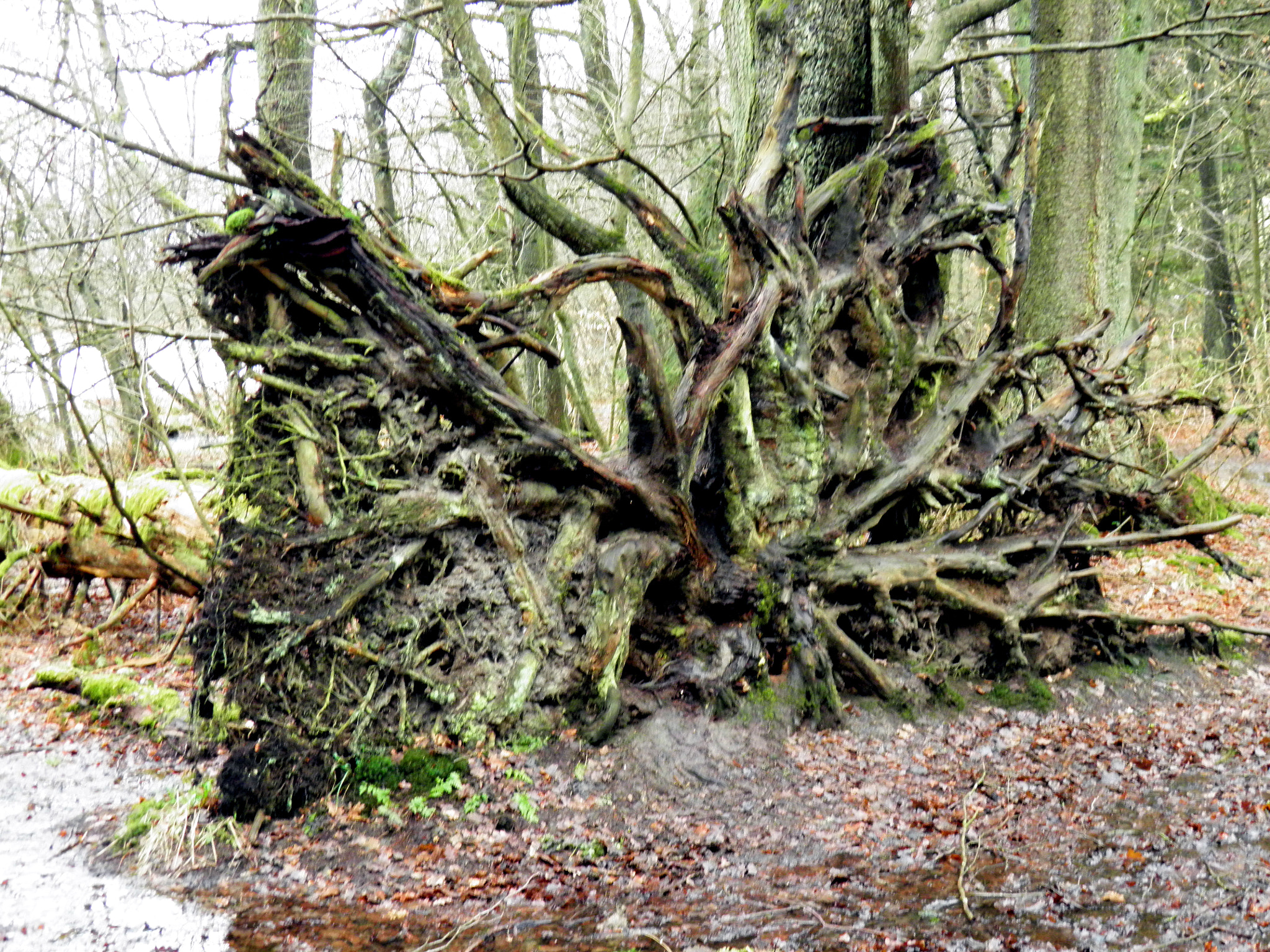 Olympus SP800UZ sample photo. Fallen tree. photography