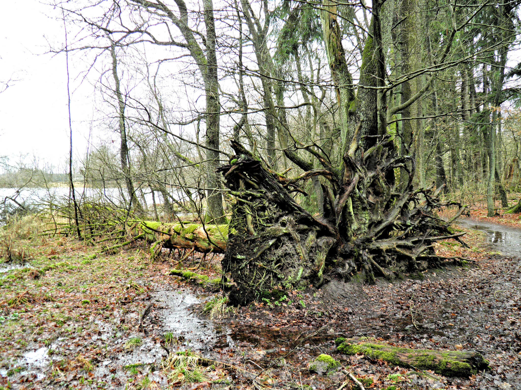 Olympus SP800UZ sample photo. Fallen tree. photography