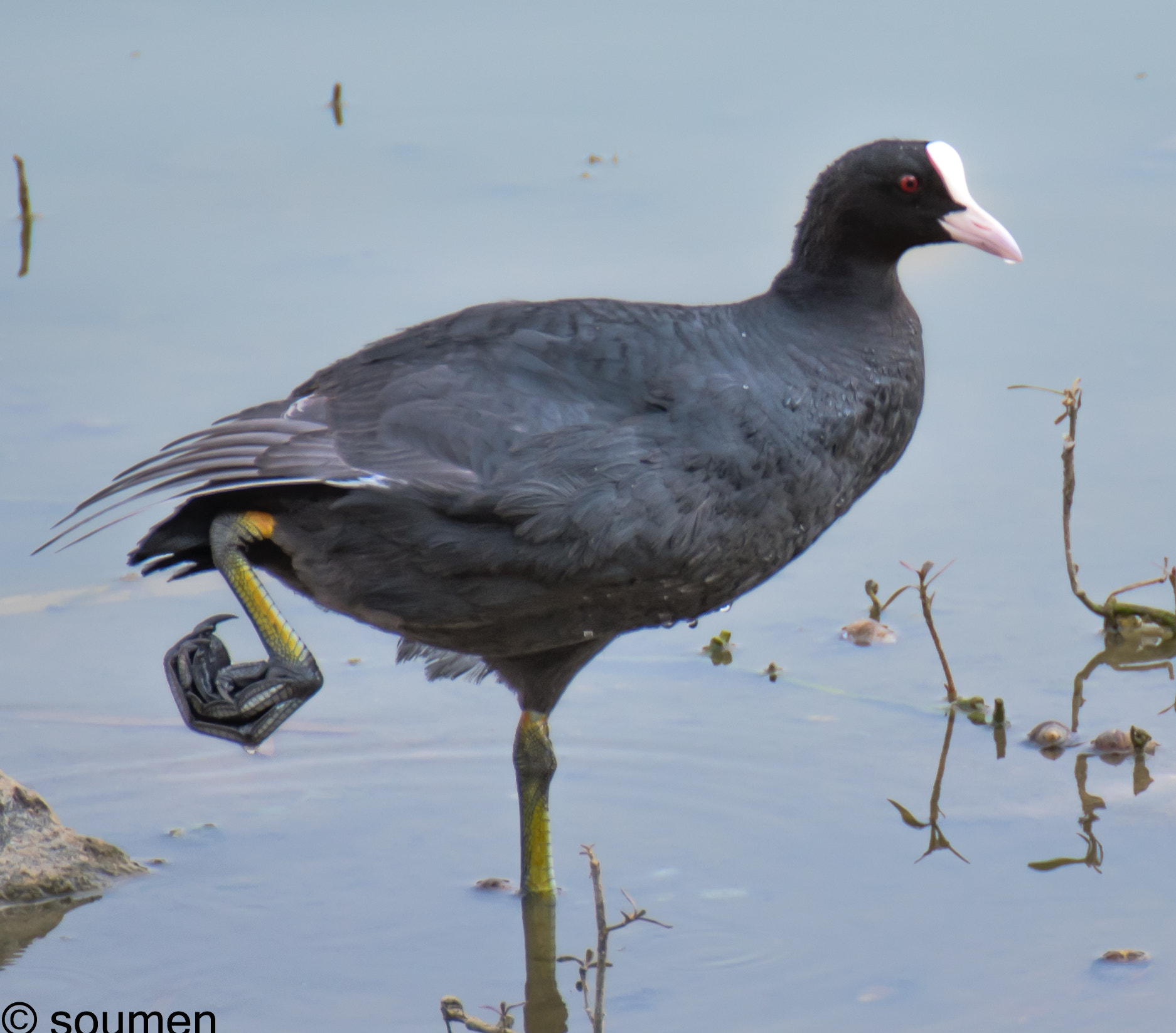 Nikon D5500 sample photo. The one legged coot photography