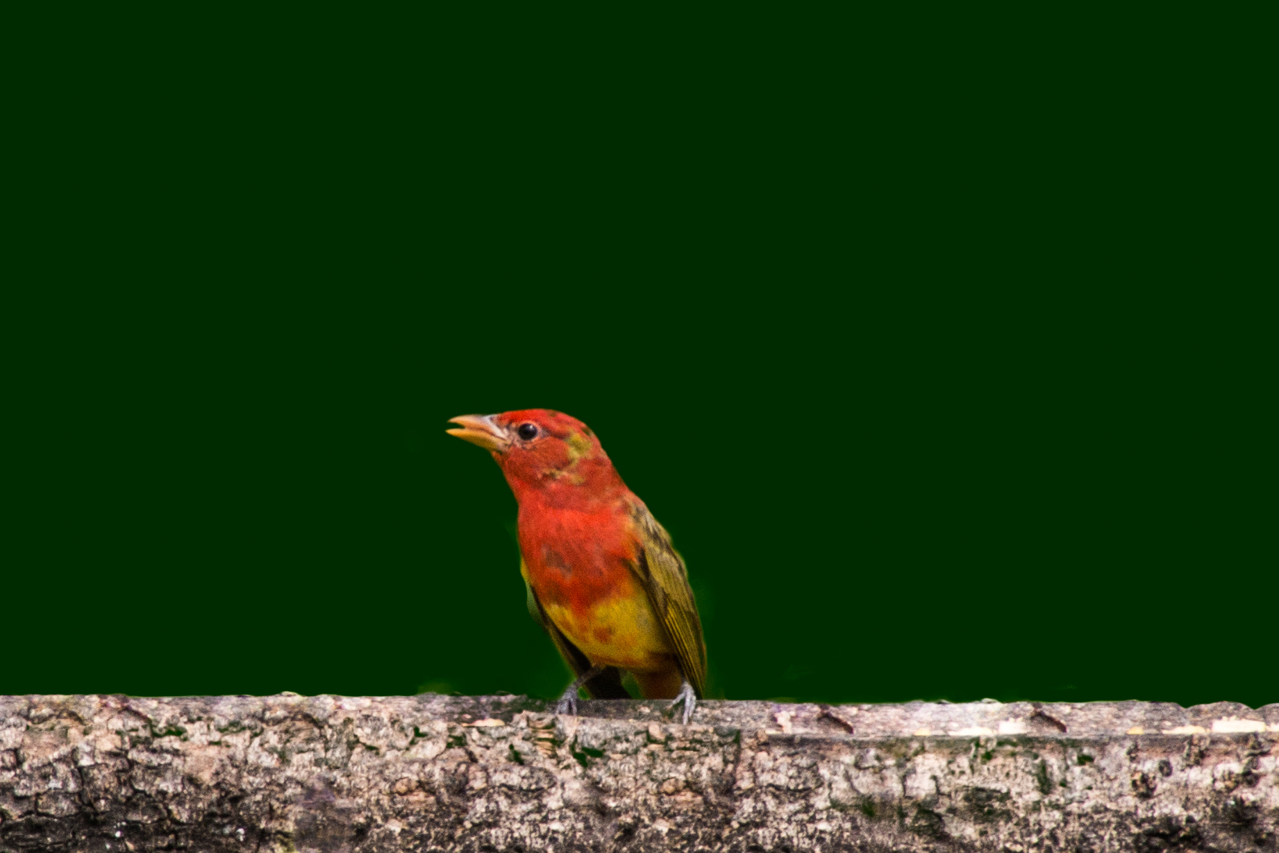 Sony a99 II + Tamron SP 24-70mm F2.8 Di VC USD sample photo. Juvenile of piranga tubes. male is fully red; fema ... photography