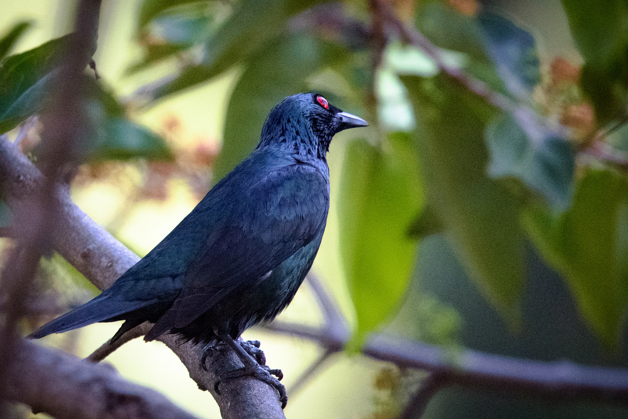 Nikon Nikkor AF-S 300mm F4E PF ED VR sample photo. Red eyes... baby's got red eyes... photography