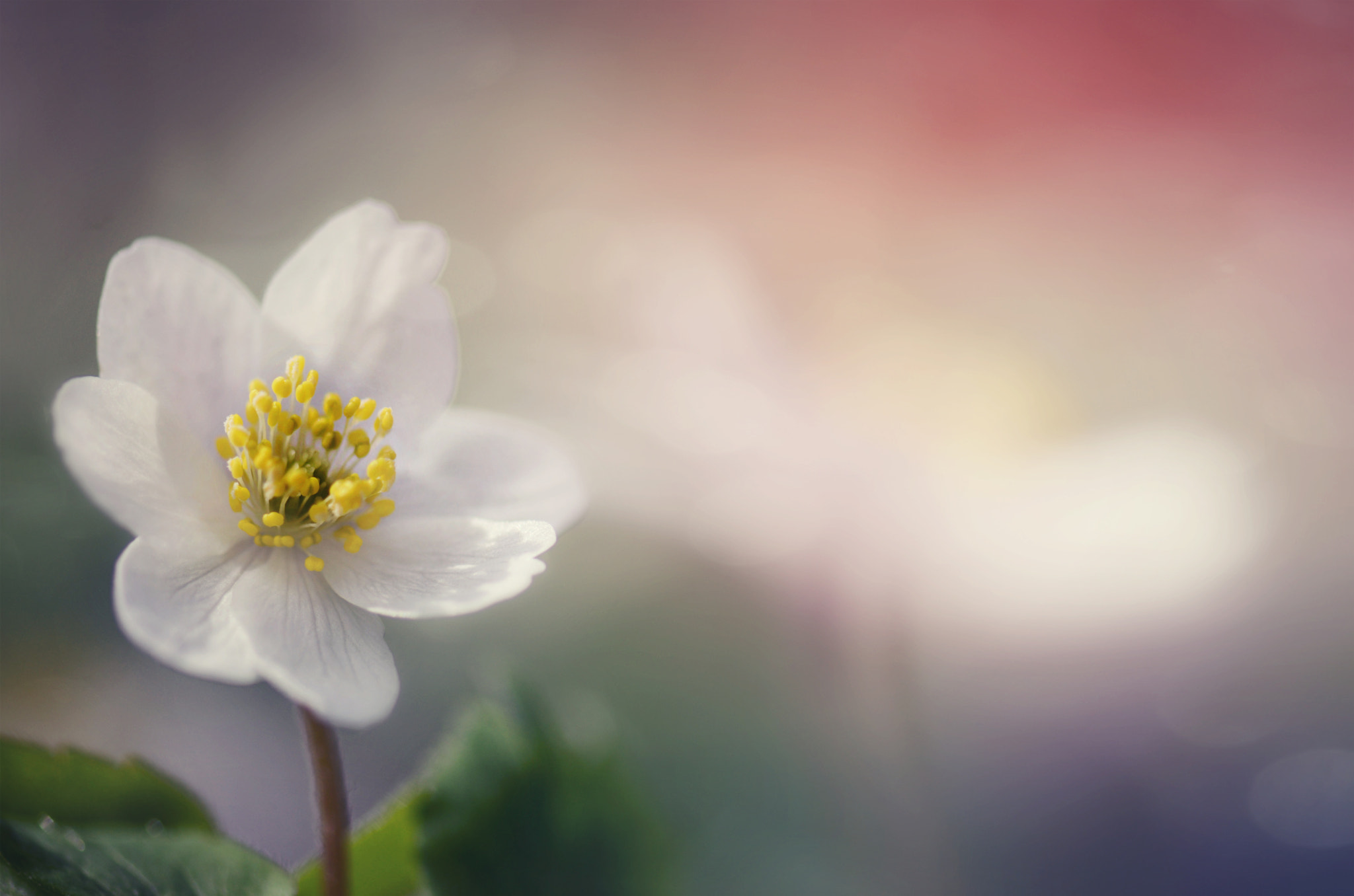 Nikon AF-S Micro-Nikkor 105mm F2.8G IF-ED VR sample photo. Petite fleur photography