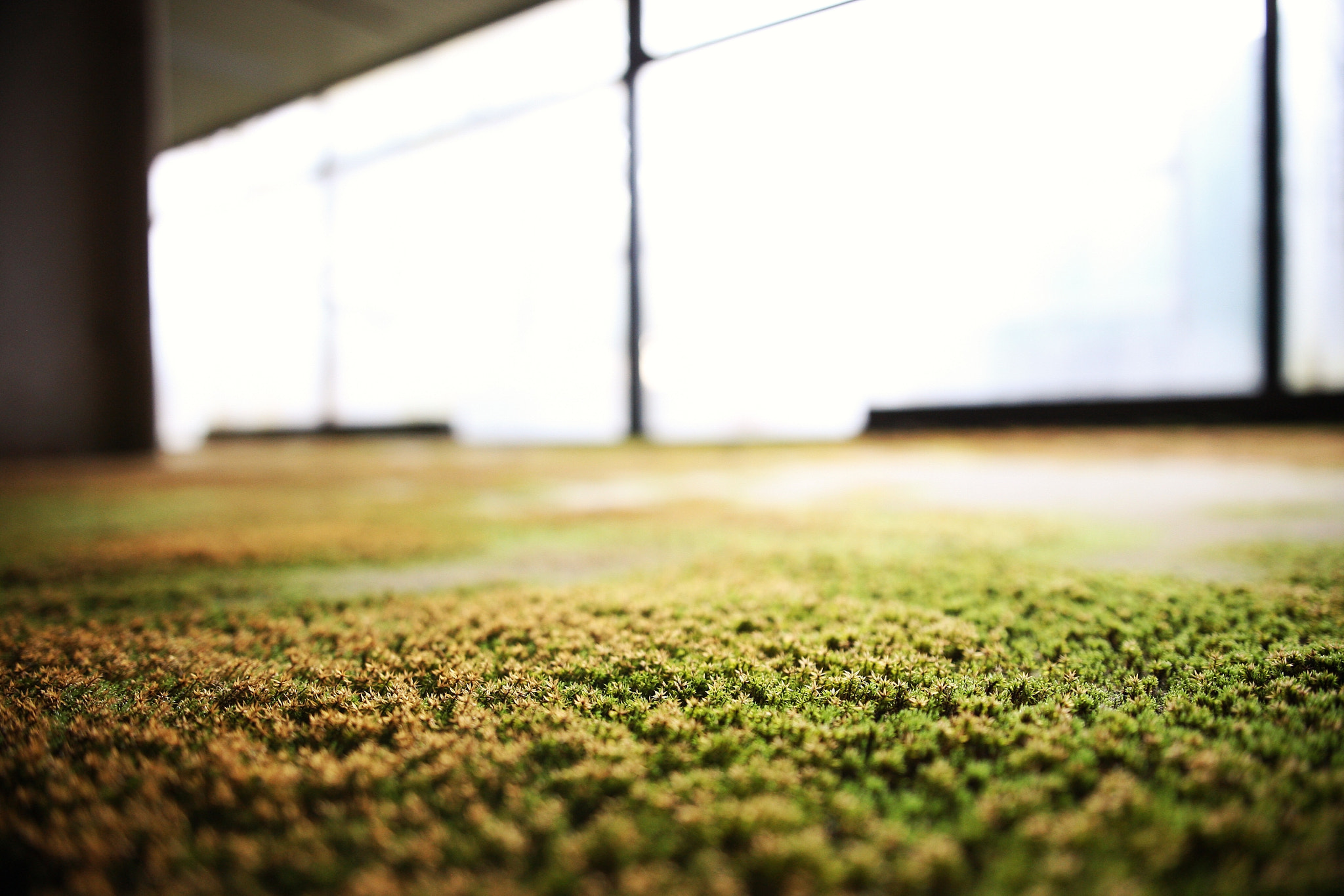 Sigma 18-35mm f/1.8 DC HSM sample photo. Moos photography
