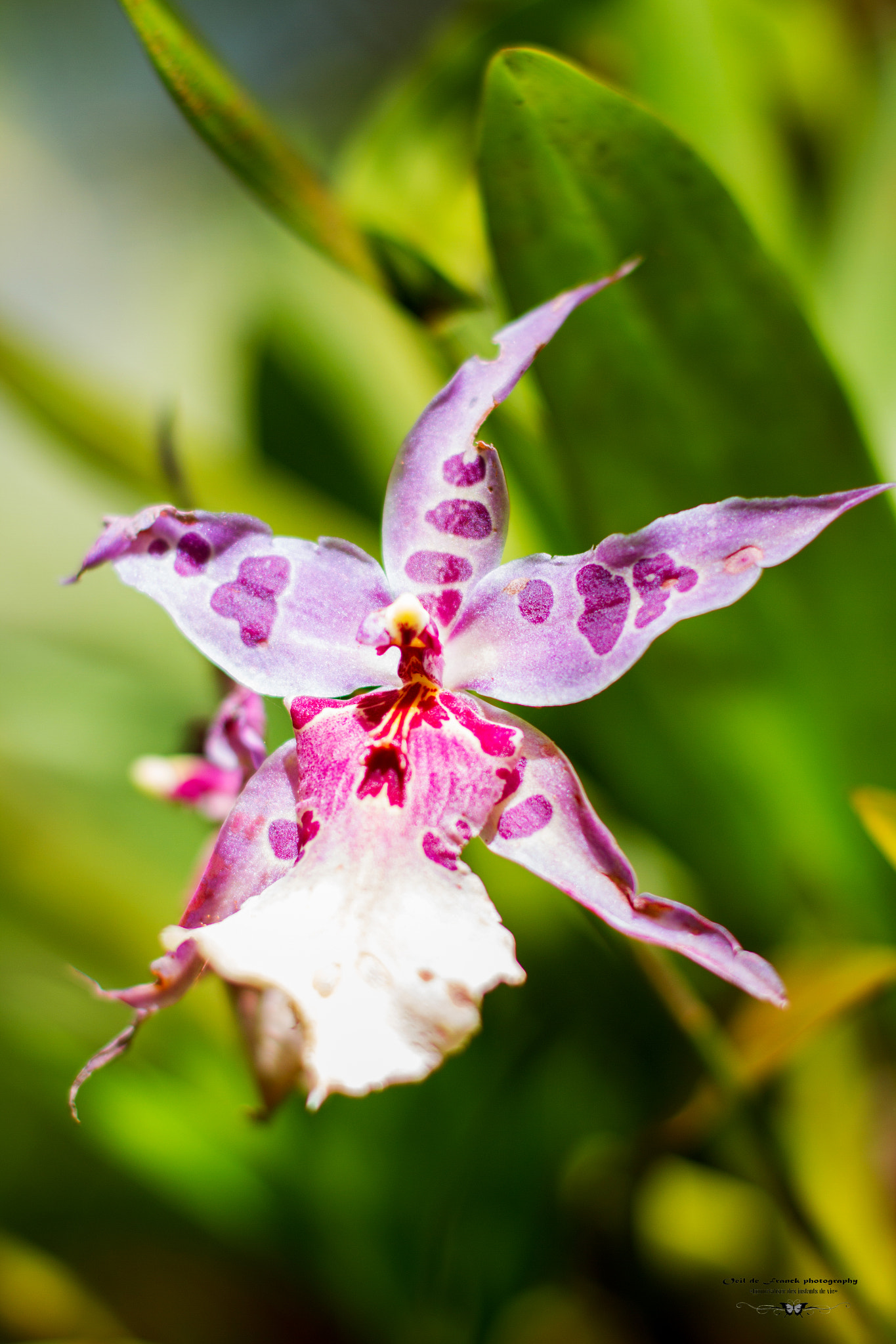 Canon EOS 7D + Canon EF 50mm F1.4 USM sample photo. Orchidée de la tendresse et de la séduction photography