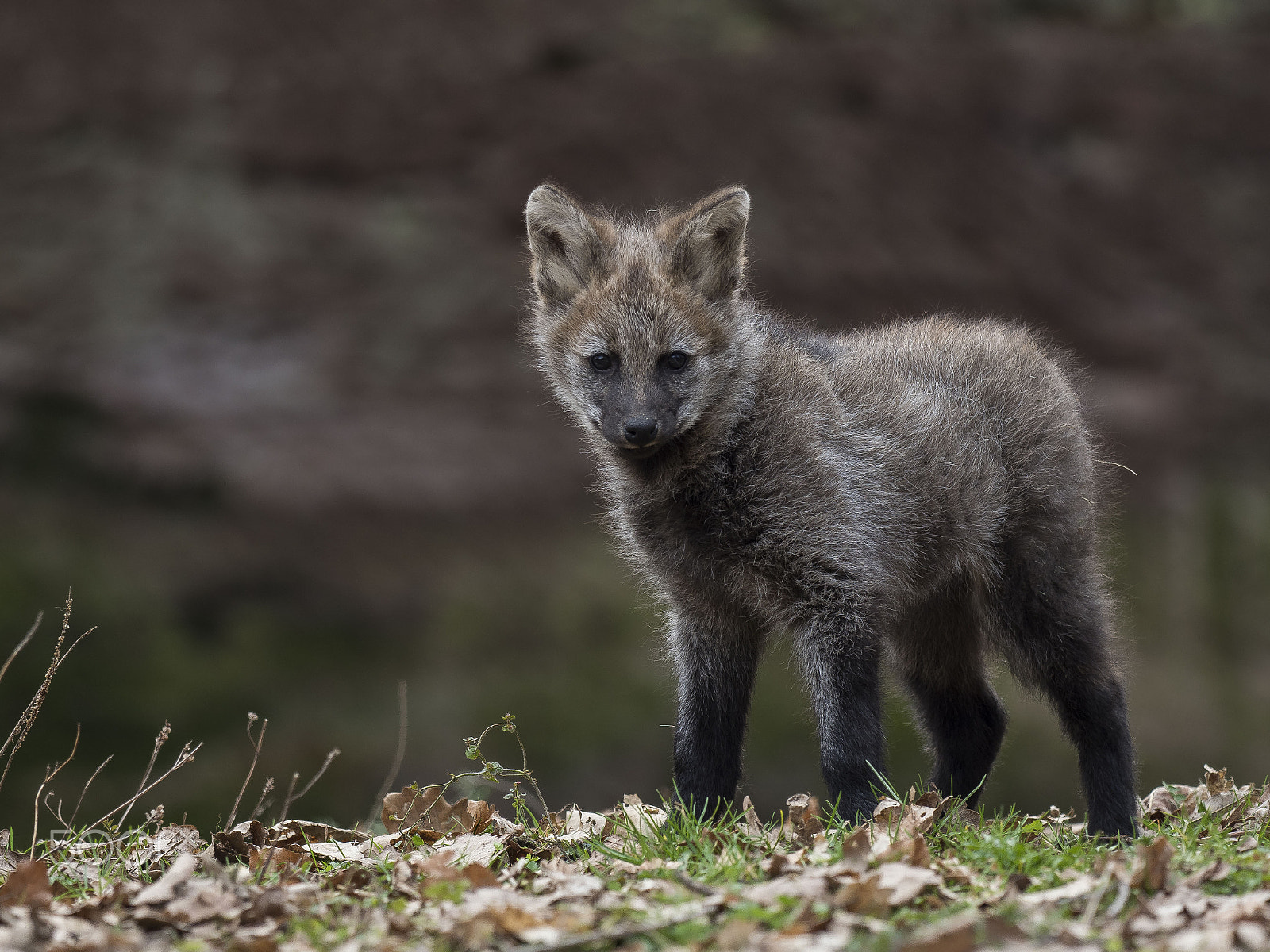 Olympus OM-D E-M1 Mark II + OLYMPUS M.300mm F4.0 sample photo. Maned wolf photography