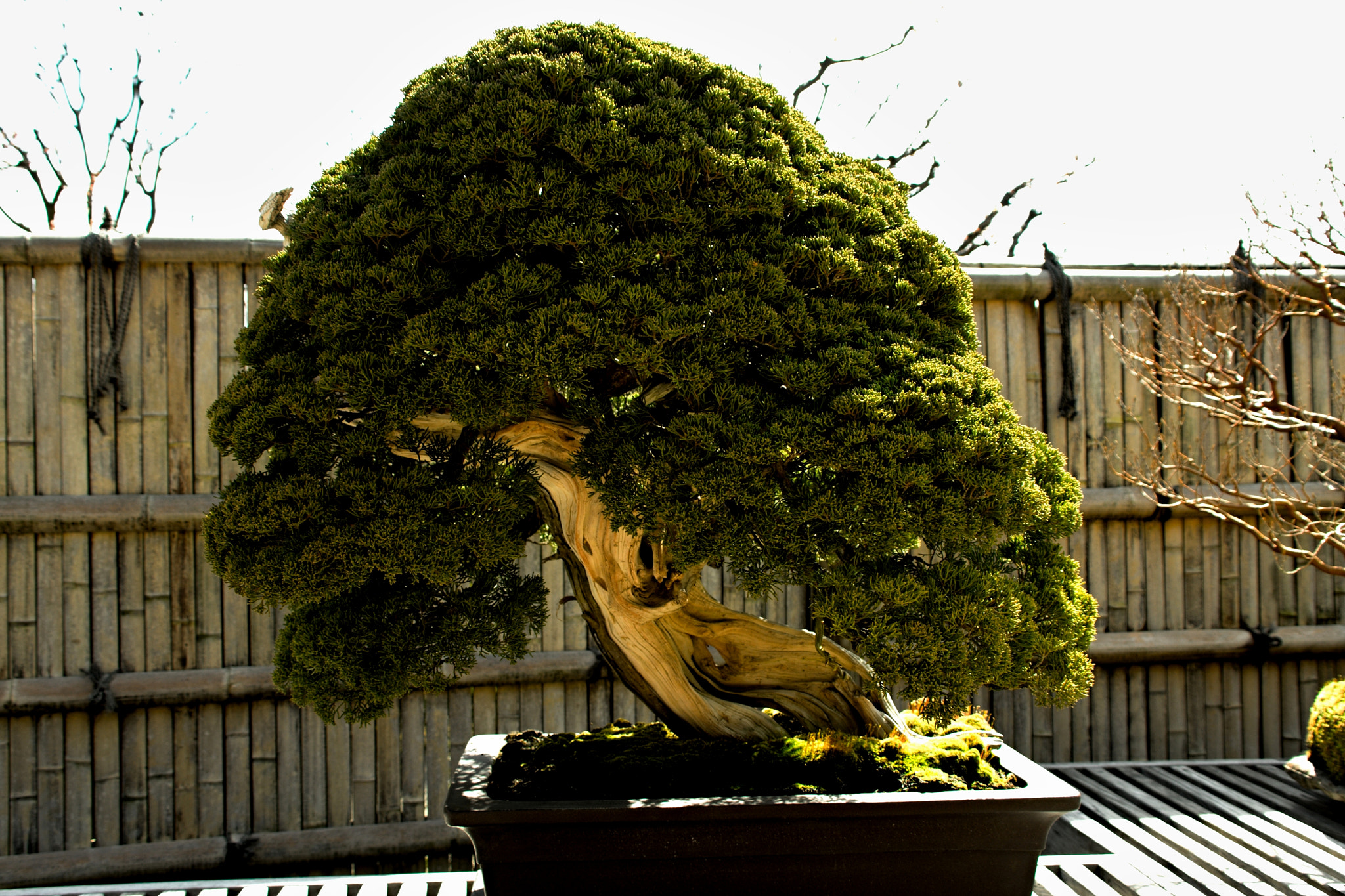 Canon EOS 40D sample photo. Bonsai（盆栽） photography