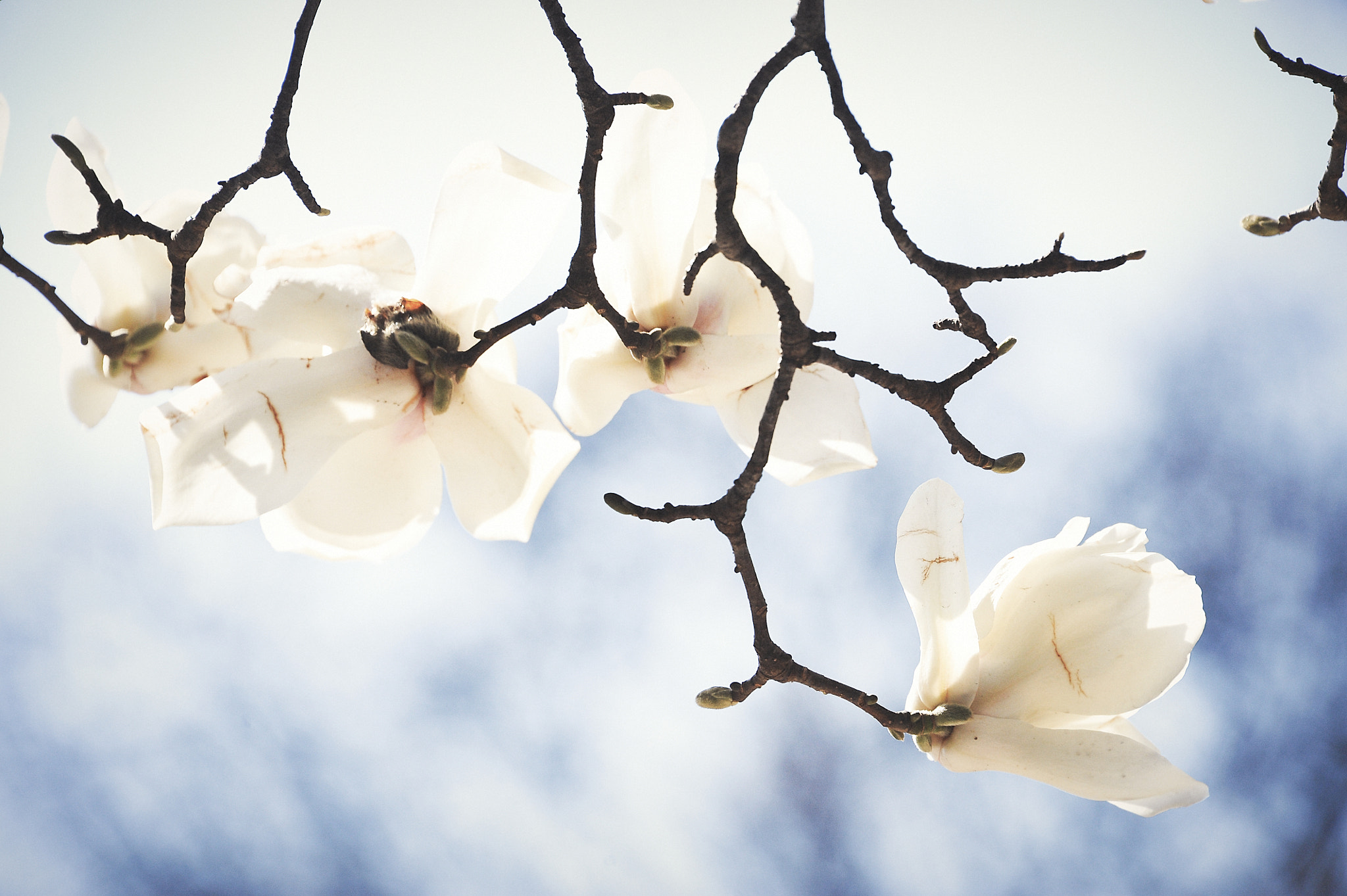 Nikon D700 sample photo. ハクモクレン / magnolia blossom photography