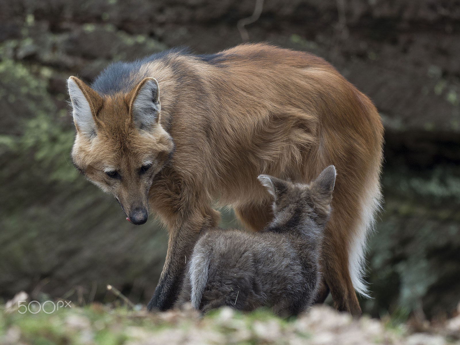 OLYMPUS M.300mm F4.0 sample photo. Maned wolf photography