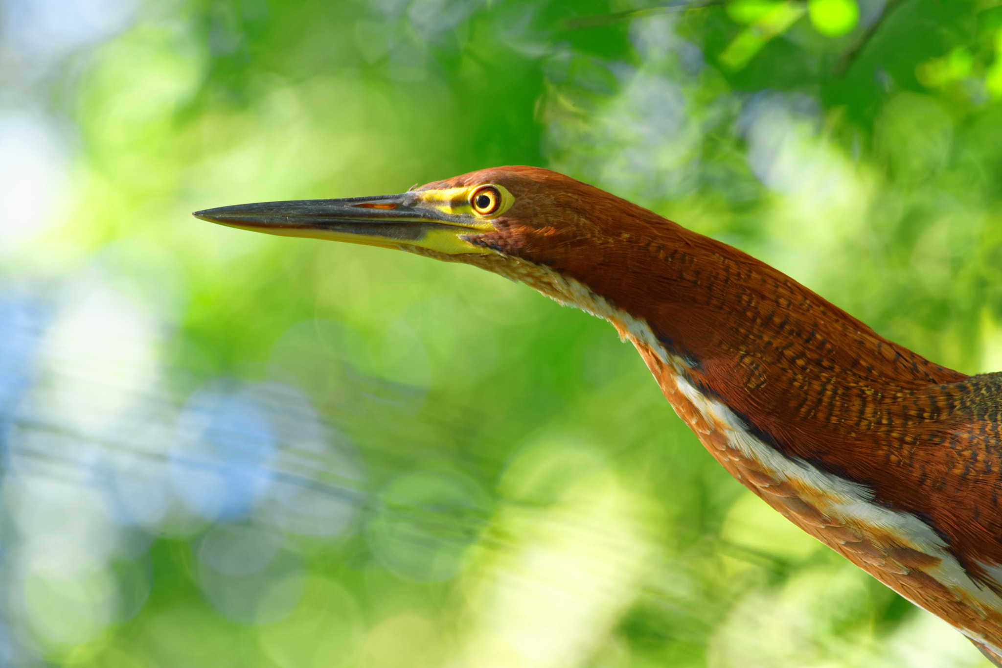 Nikon D7200 + Sigma 150-600mm F5-6.3 DG OS HSM | C sample photo. Rufescent tiger-heron photography