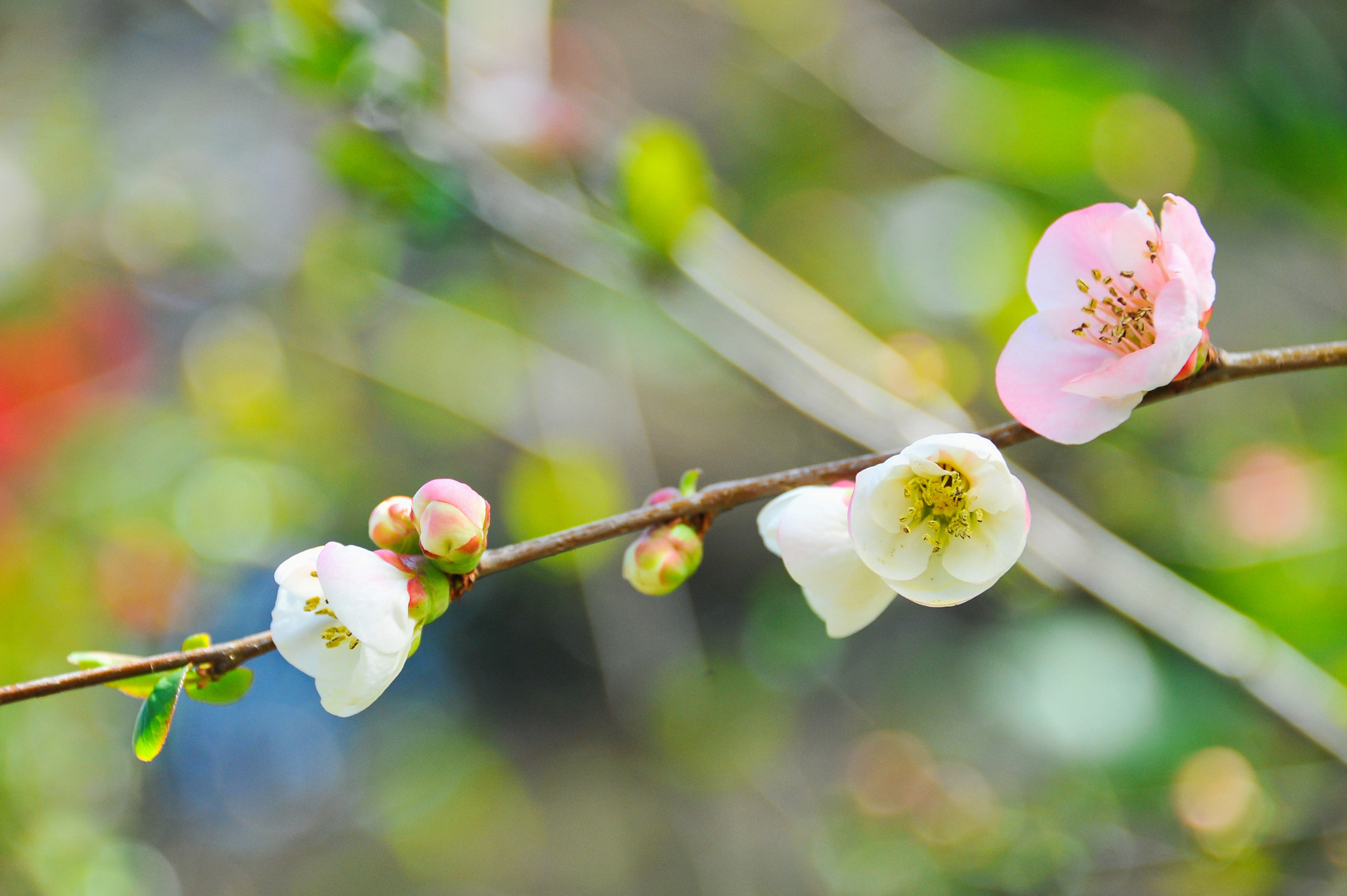 Nikon D700 sample photo. ボケ /  japanese quince photography