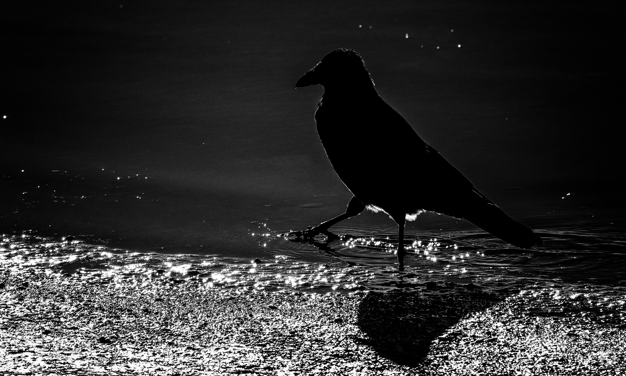 Pentax K-3 sample photo. Black bird photography