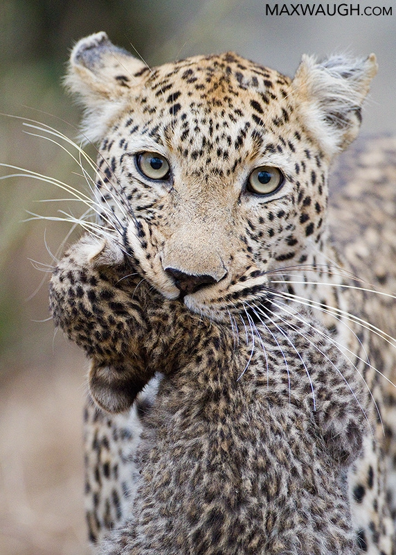 Canon EOS 7D + Canon EF 500mm F4L IS USM sample photo. Leopard carrying cub photography