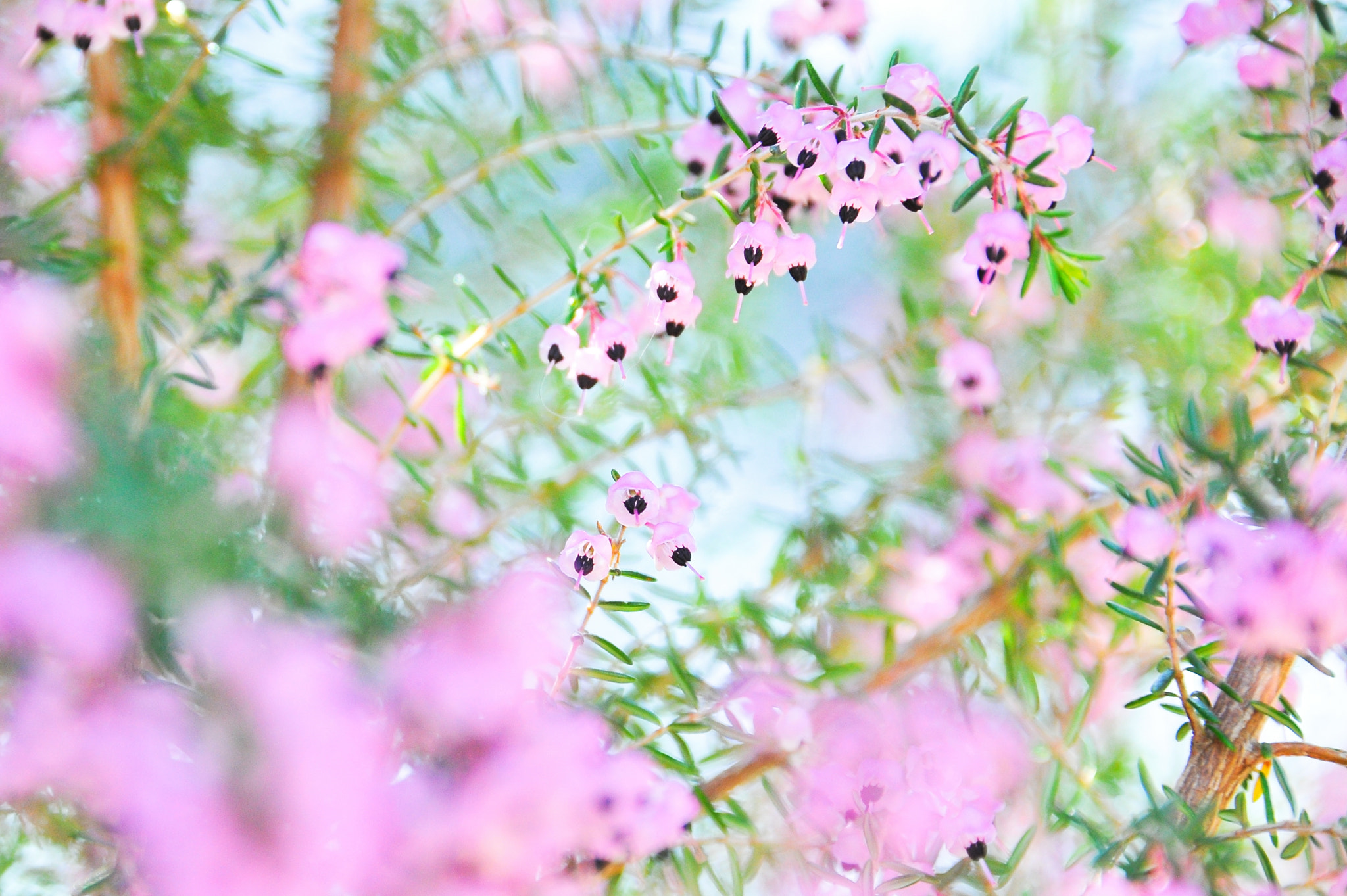 Nikon D700 sample photo. 蛇の目エリカ / heath photography