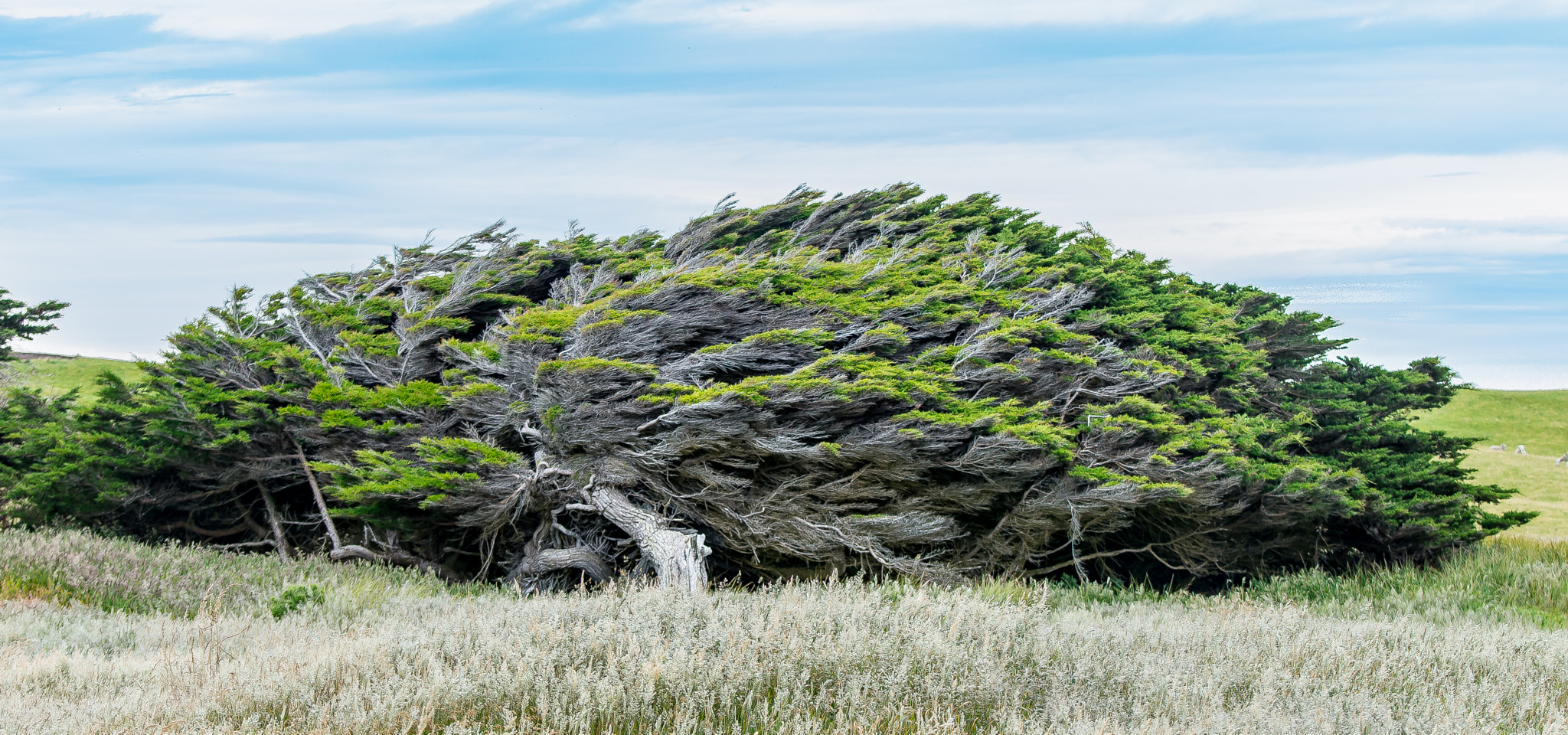 Nikon D7200 sample photo. The wind & the tree photography