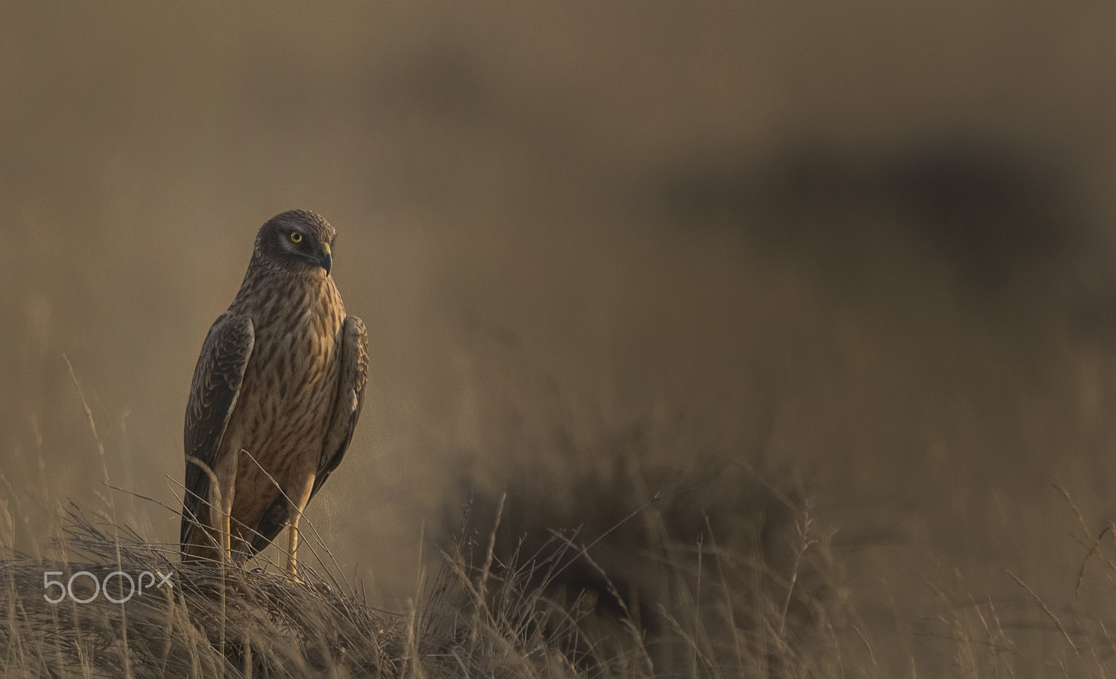 Nikon D750 + Nikon AF-S Nikkor 500mm F4G ED VR sample photo. Pallied harrier female photography