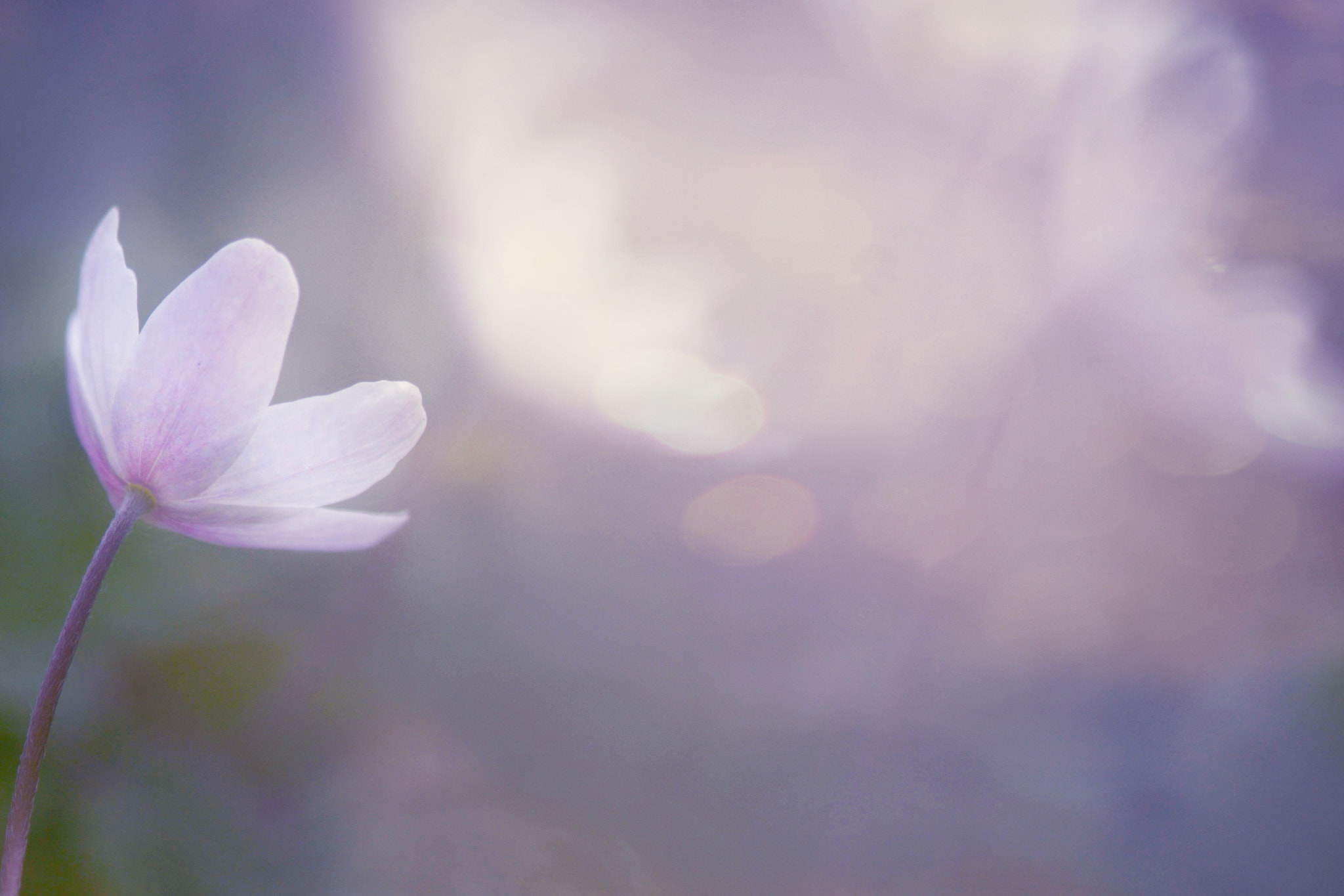 Nikon AF-S Micro-Nikkor 105mm F2.8G IF-ED VR sample photo. Petite fleur des bois photography