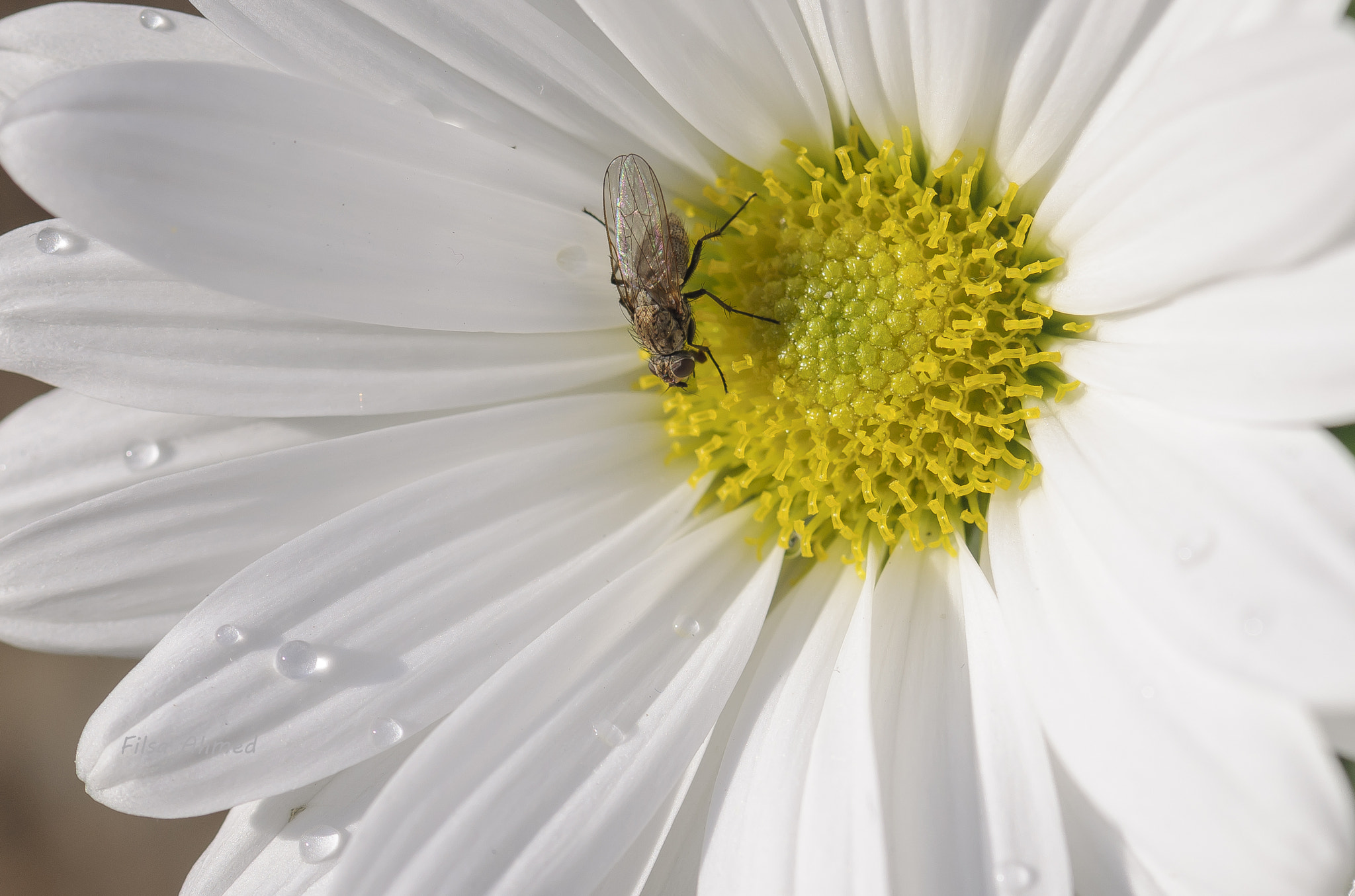 Nikon AF-S Micro-Nikkor 105mm F2.8G IF-ED VR sample photo. Tiny visitor photography