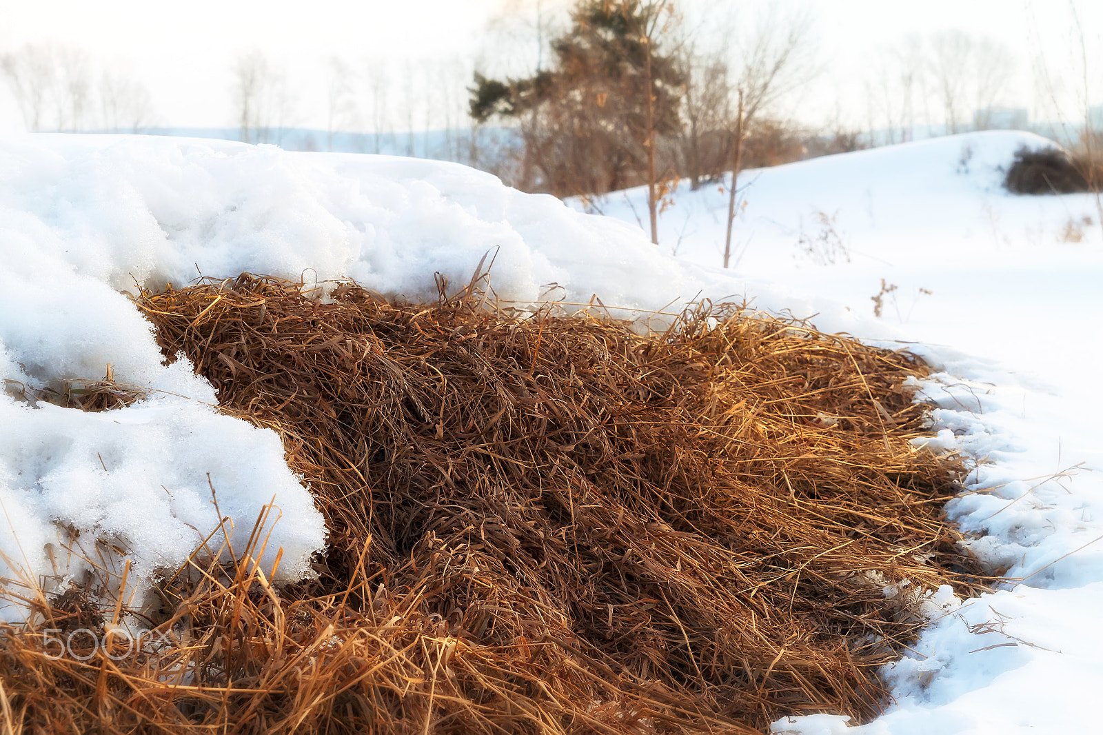 Canon EOS 500D (EOS Rebel T1i / EOS Kiss X3) sample photo. Last year's grass photography