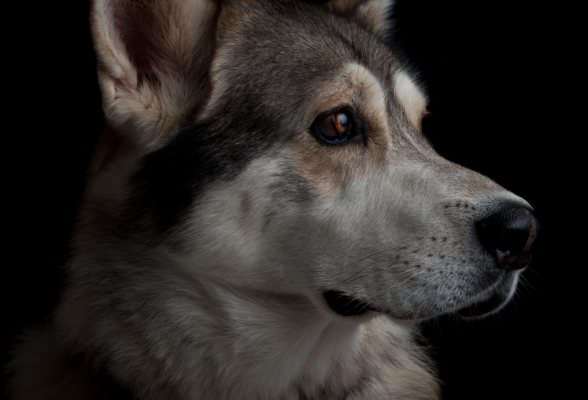 Canon EF 70-200mm F2.8L IS USM sample photo. Logan photography