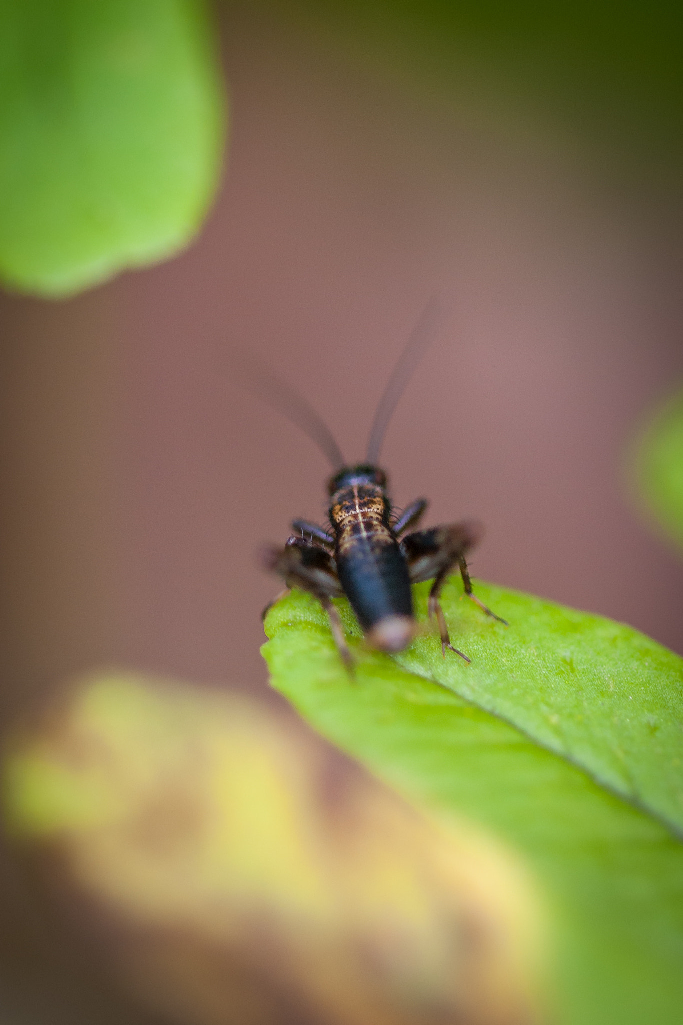 Sigma 105mm F2.8 EX DG OS HSM sample photo. Little photography