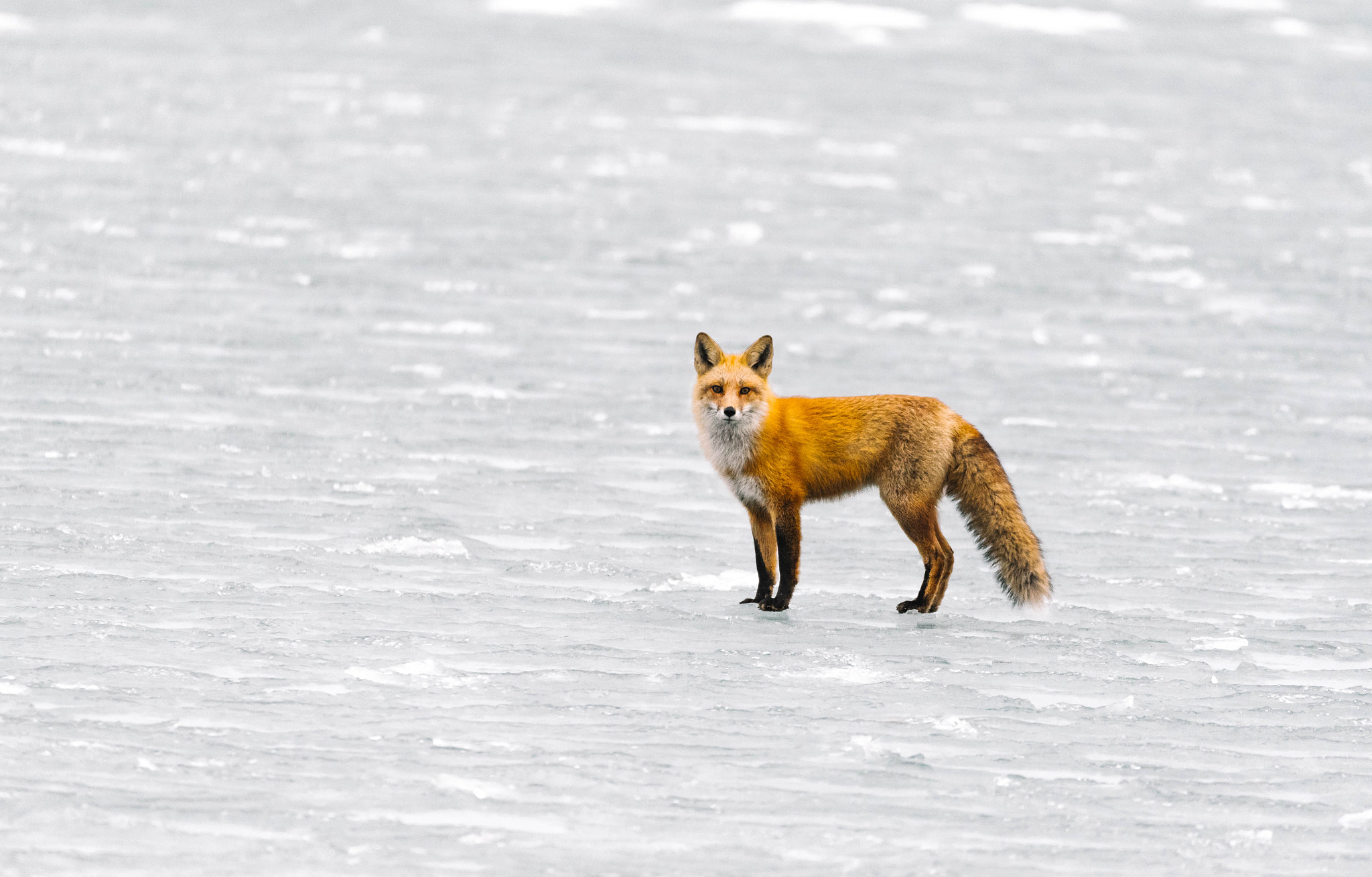Sigma 150-600mm F5-6.3 DG OS HSM | C sample photo. Red fox photography
