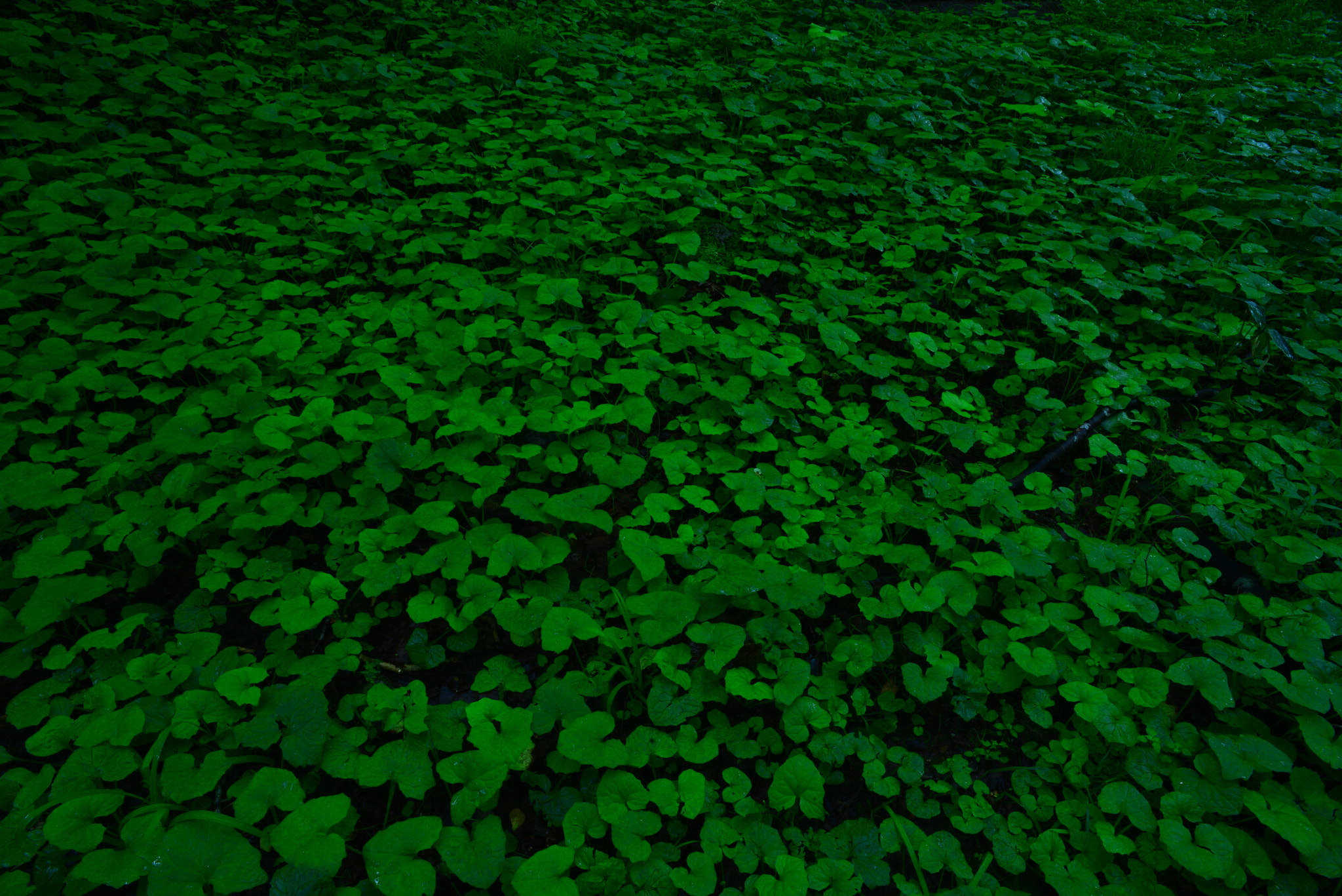 Nikon D800E + AF Nikkor 20mm f/2.8 sample photo. Green carpet photography