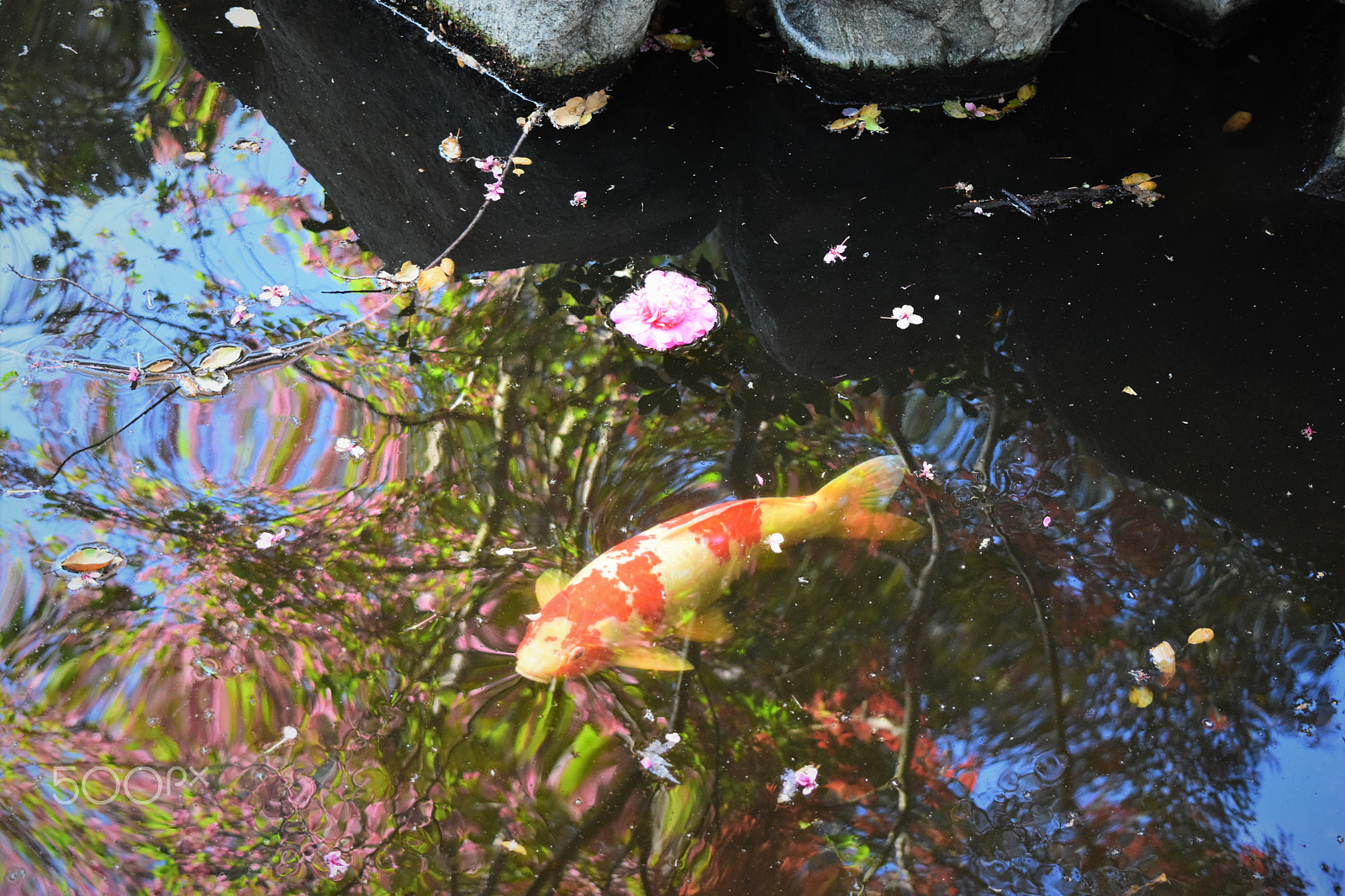Nikon D7200 sample photo. Springtime reflections photography