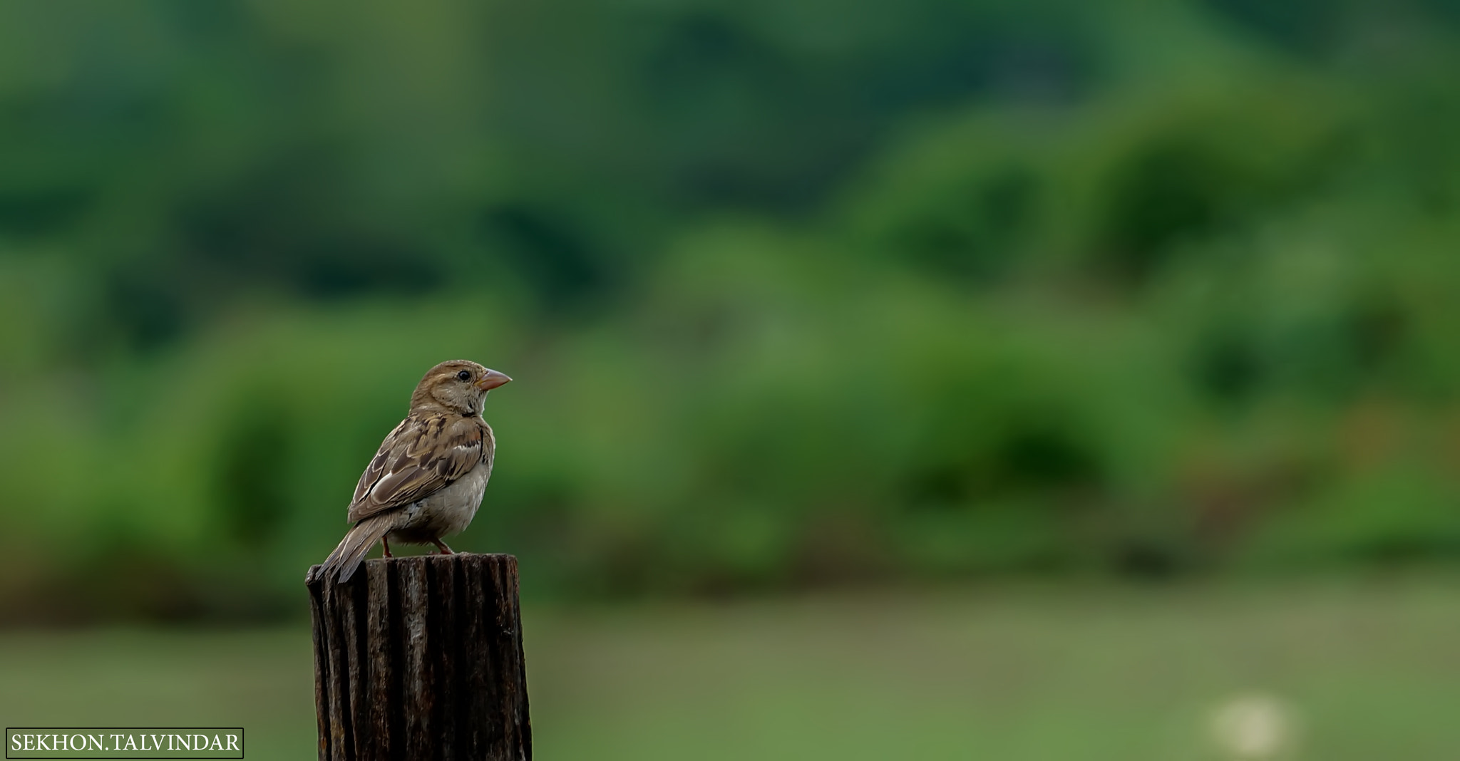 Sony DT 55-300mm F4.5-5.6 SAM sample photo. I am the queen photography
