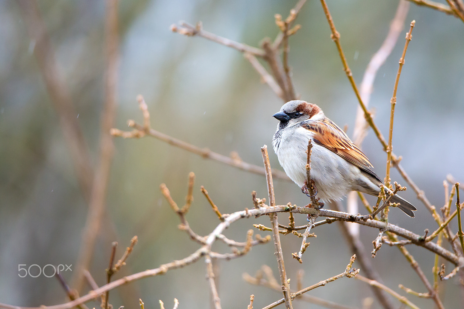 Tamron SP 150-600mm F5-6.3 Di VC USD sample photo. Little bird photography
