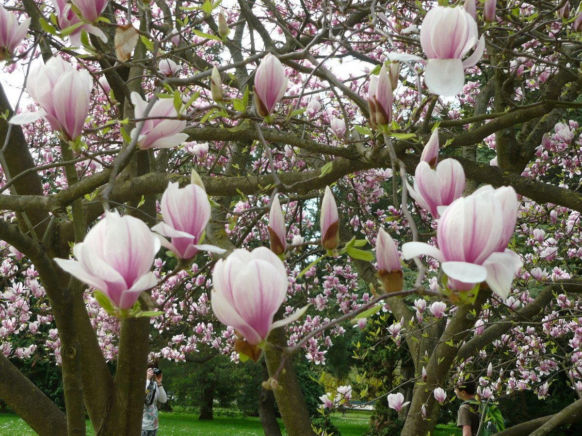 Panasonic Lumix DMC-LS80 sample photo. Magnolia in bloom photography