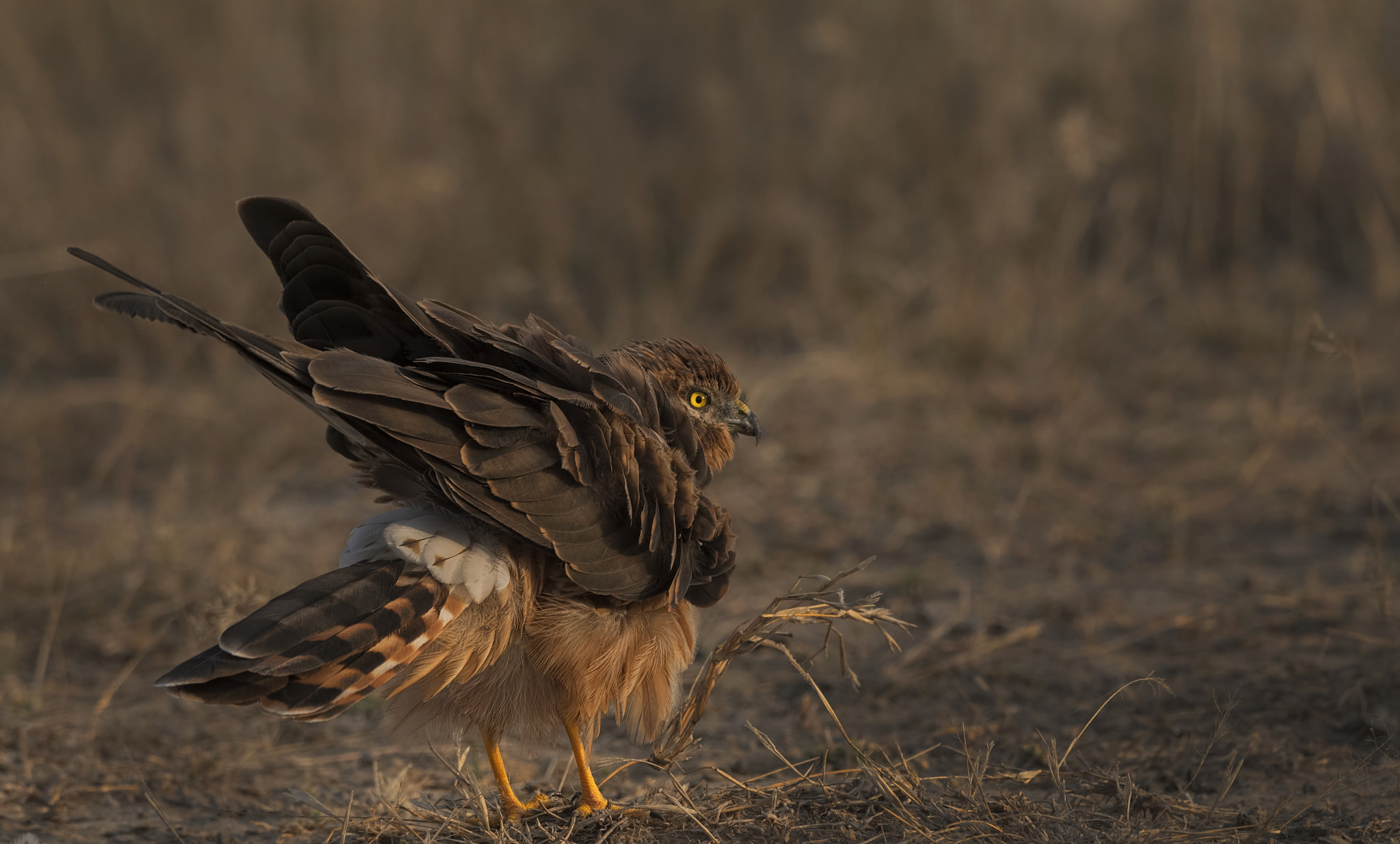 Nikon D750 sample photo. Montagu's harrier female photography