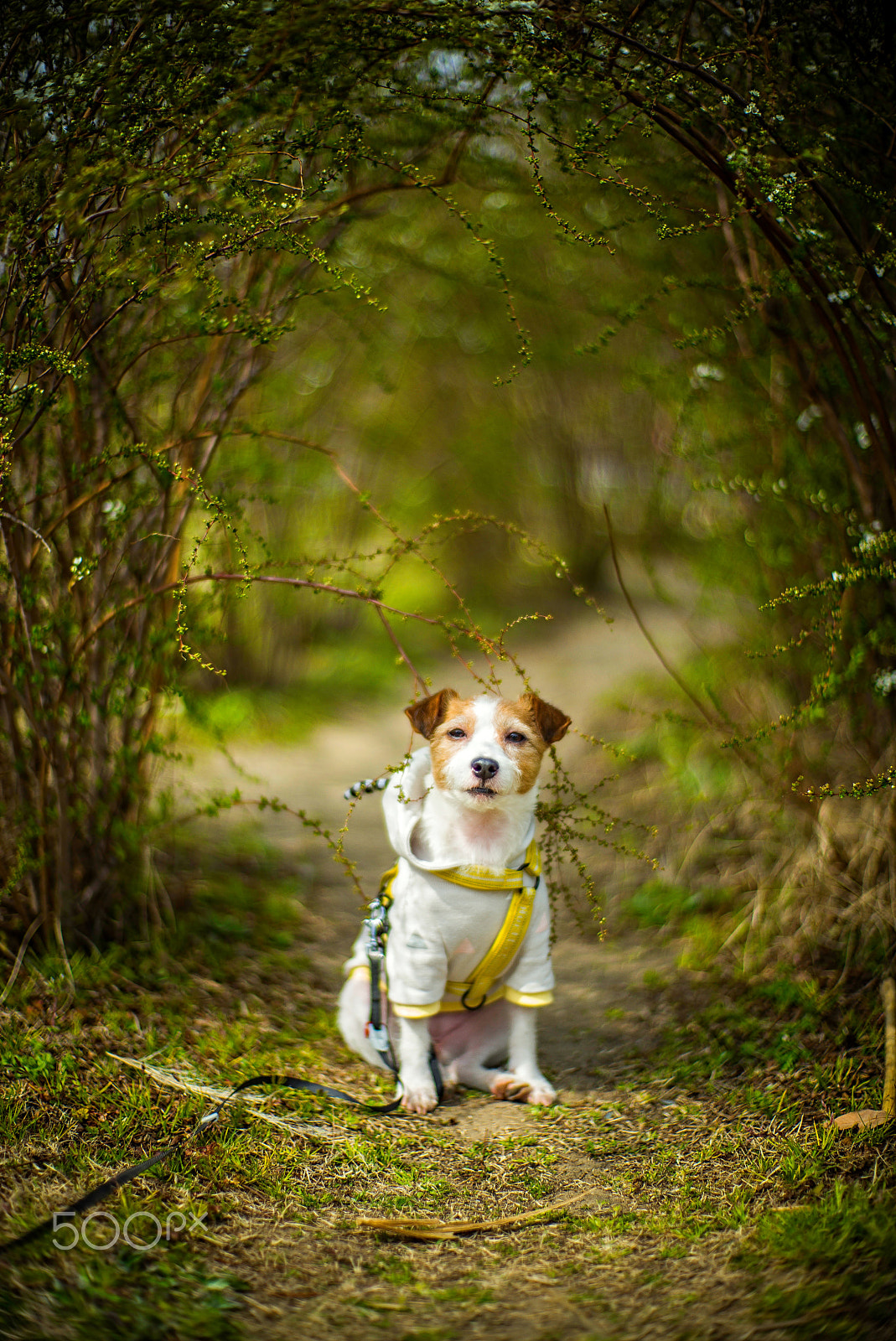 Noctilux-M 1:1/50 sample photo. Spring path photography