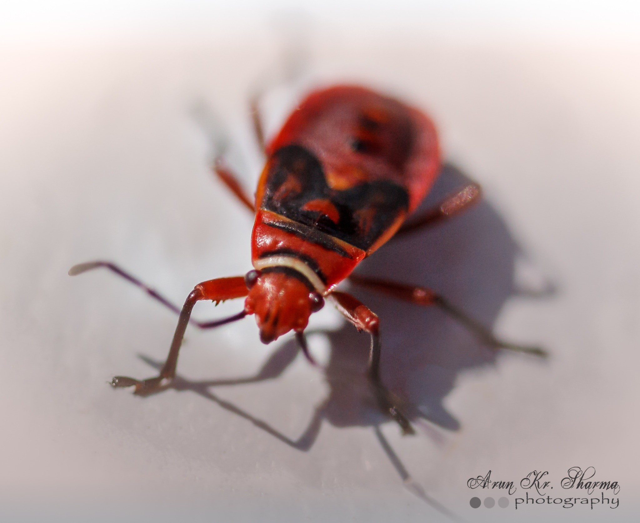 Canon EF-S 60mm F2.8 Macro USM sample photo. Indian red bug photography