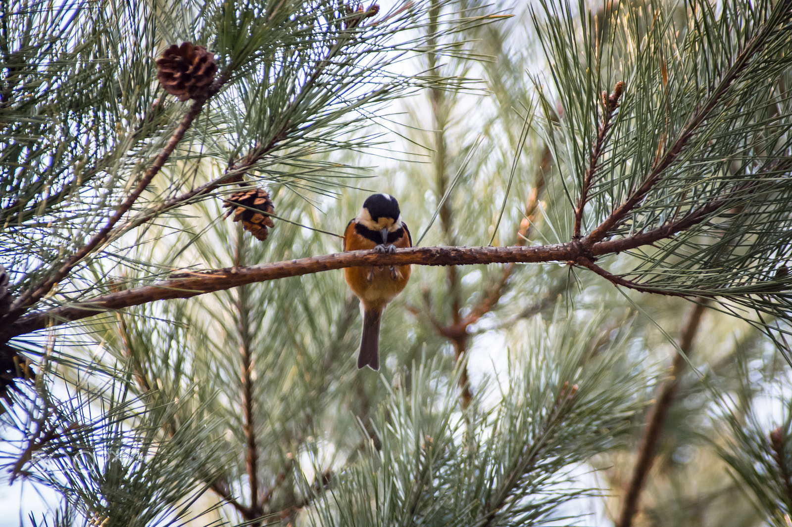 Pentax K-S2 + Sigma sample photo. Varied tit photography