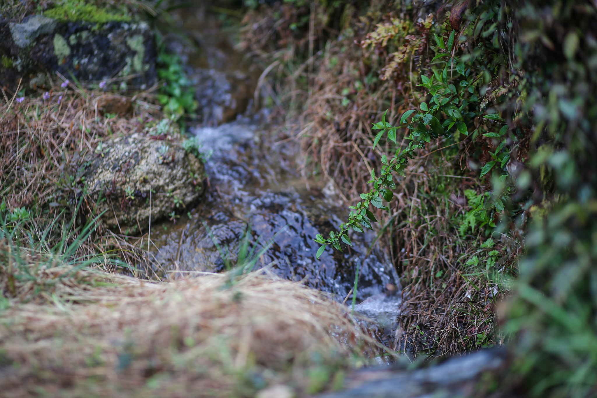 Canon EF 85mm F1.8 USM sample photo